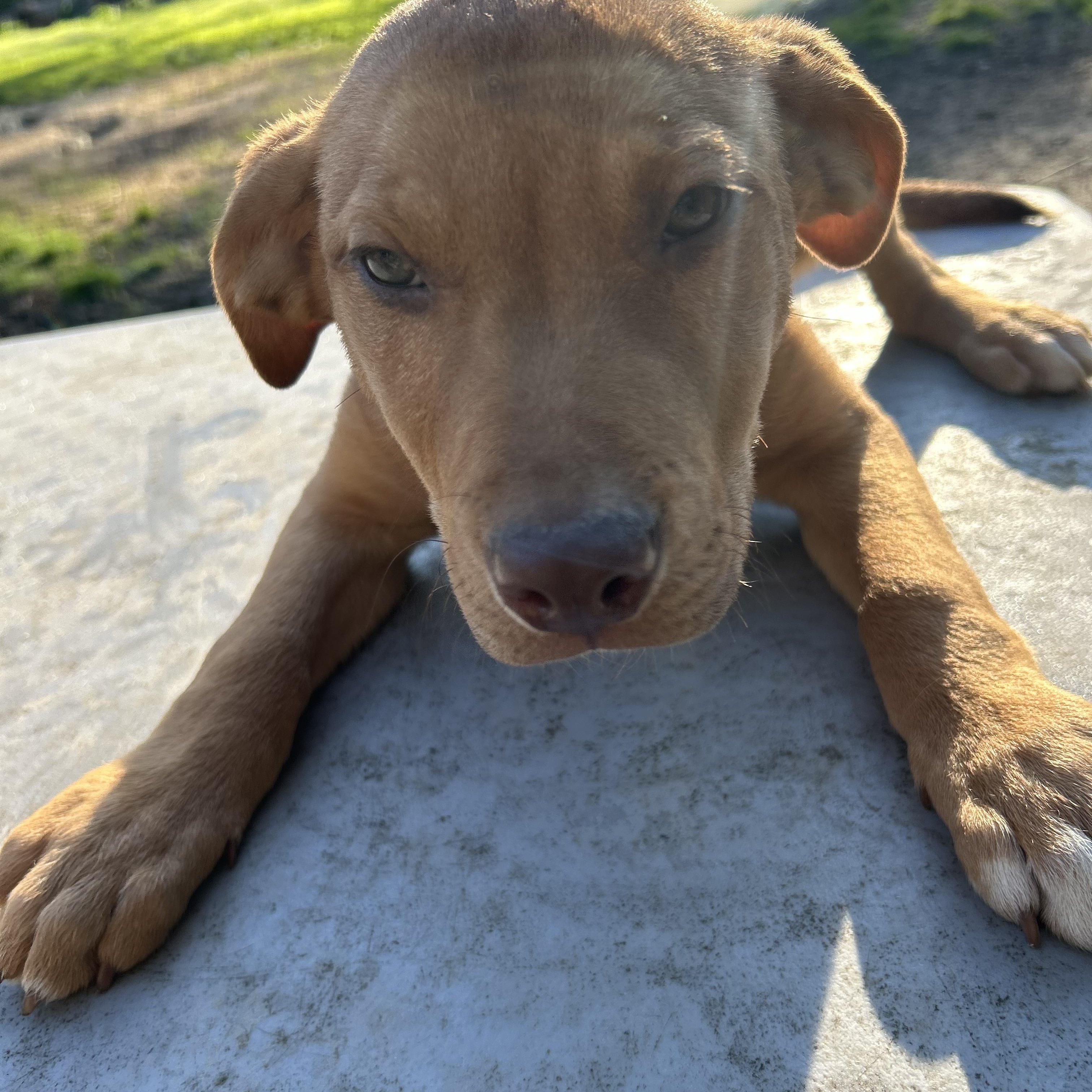 Enlarge Jackie, an adopted Yellow Labrador Retriever in Pine Bluff, AR image 4/4