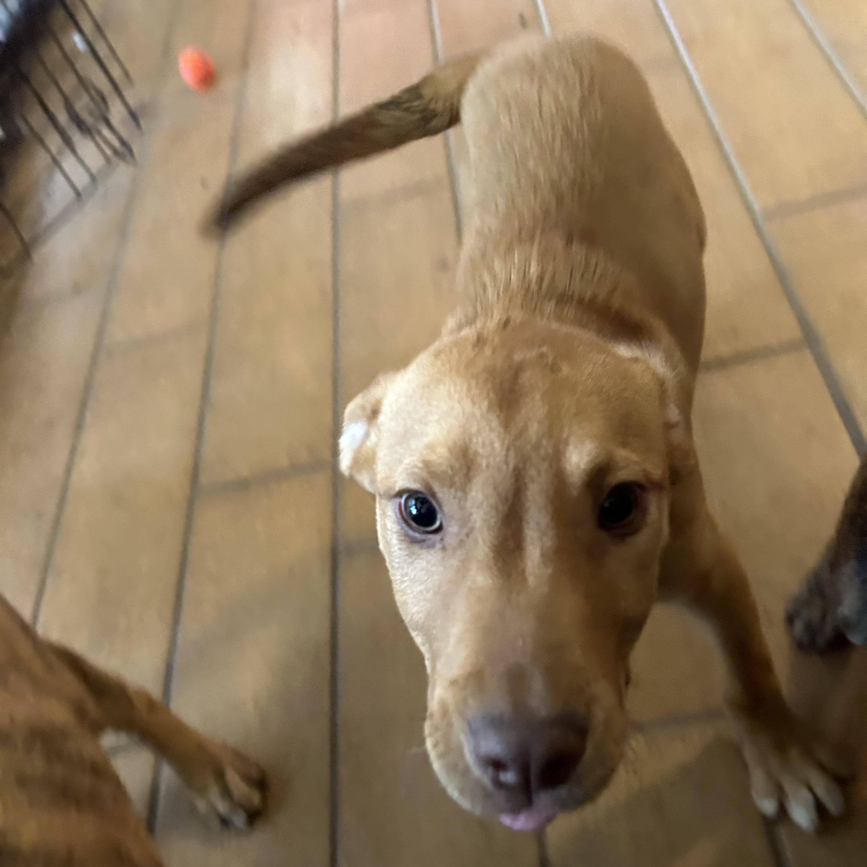 Enlarge Jackie, an adopted Yellow Labrador Retriever in Pine Bluff, AR image 2/4