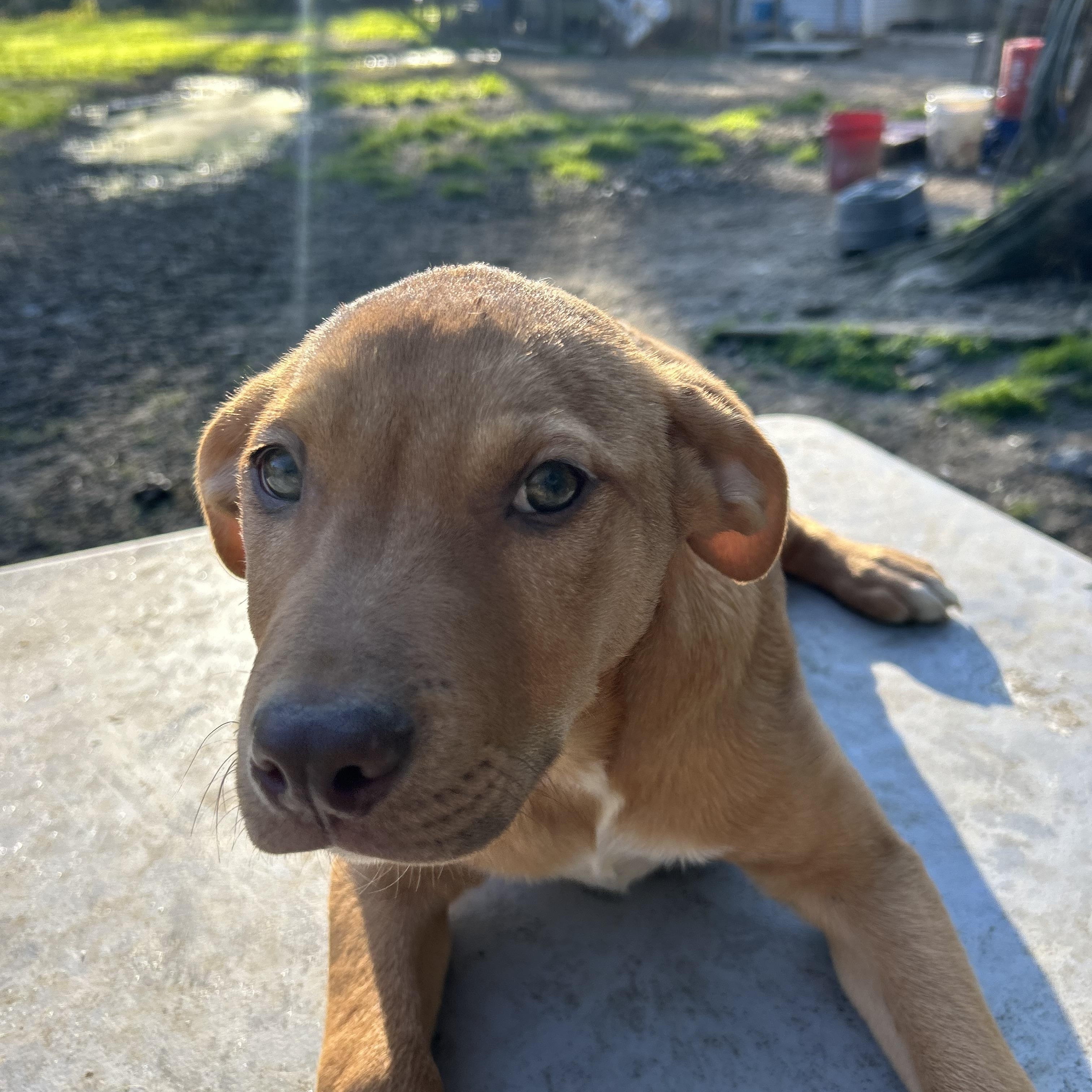 Jackie, adopted, Young Male Yellow Labrador Retriever.
