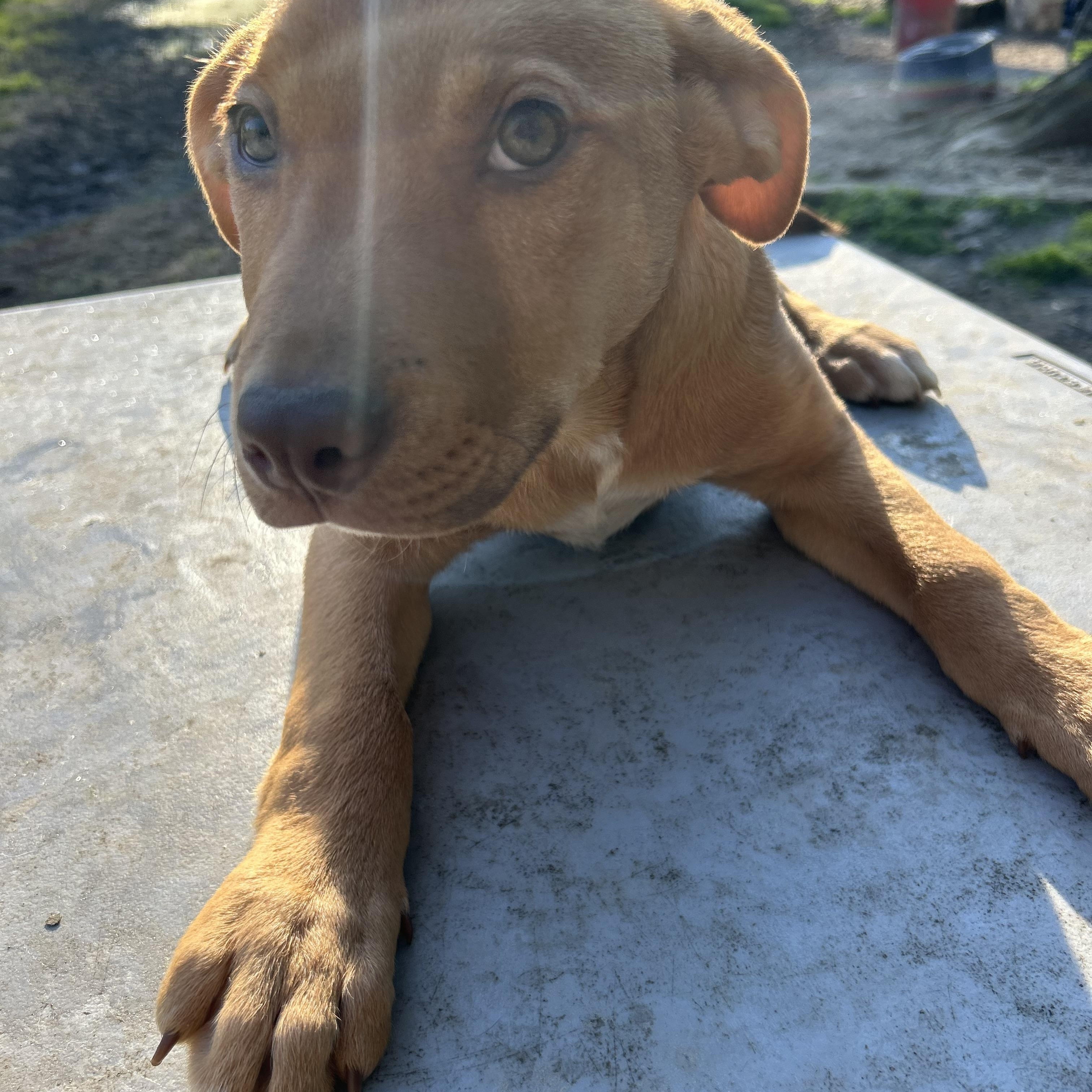 Enlarge Jackie, an adopted Yellow Labrador Retriever in Pine Bluff, AR image 3/4