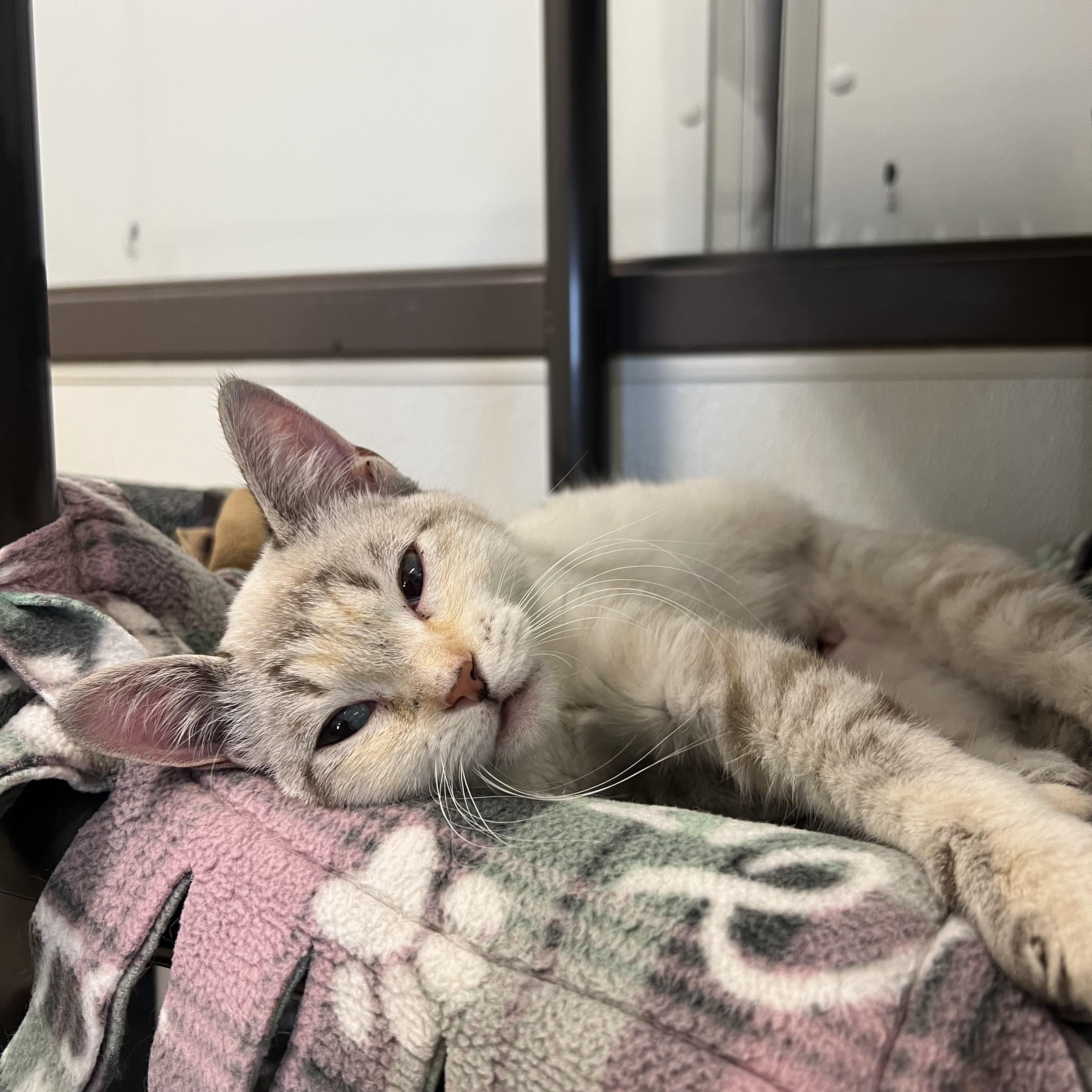 Princess - At PetSmart in Mankato, a ADOPTABLE mixed breed in Fairmont, MN image 4/6