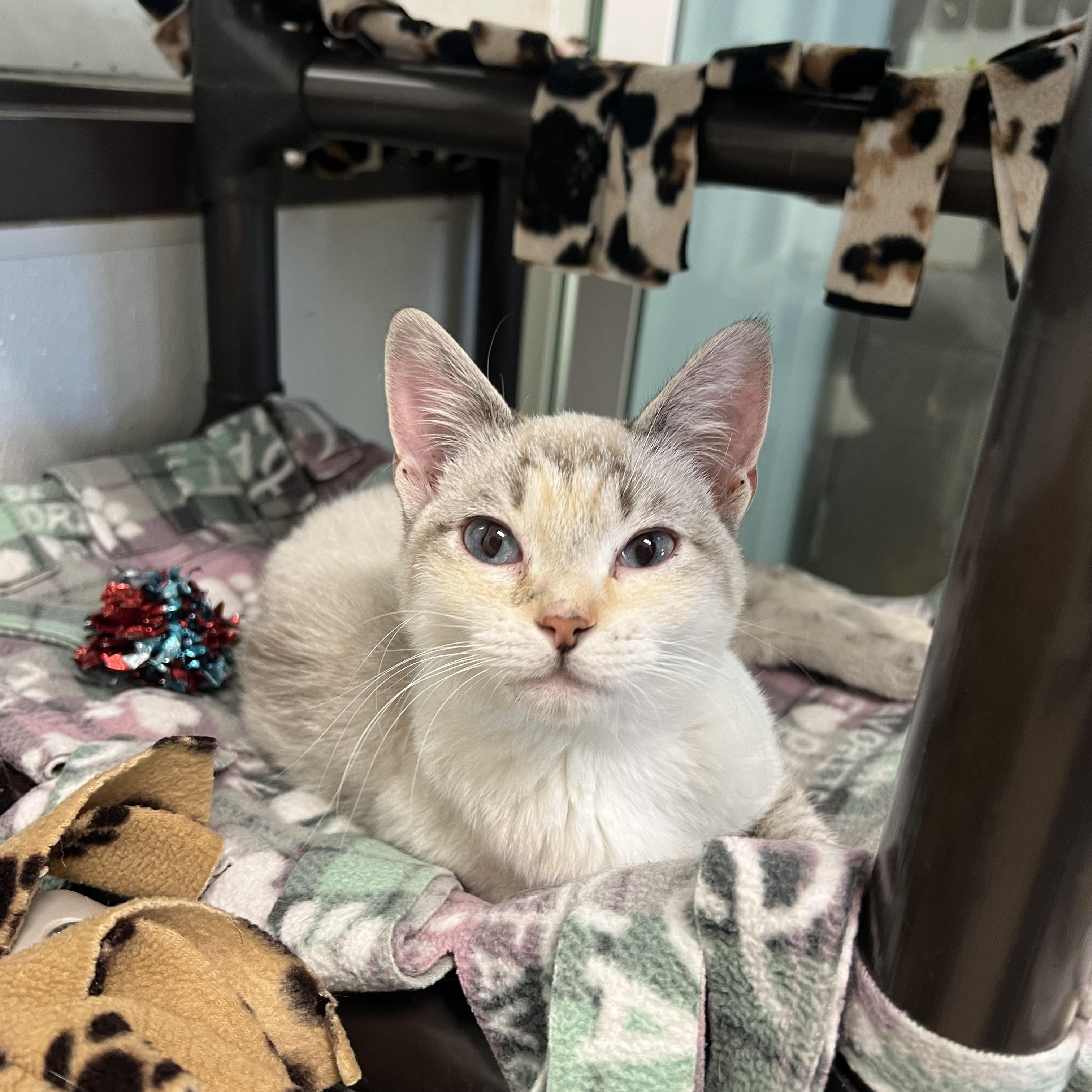 Princess - At PetSmart in Mankato, ADOPTABLE, Kitten Female Siamese.