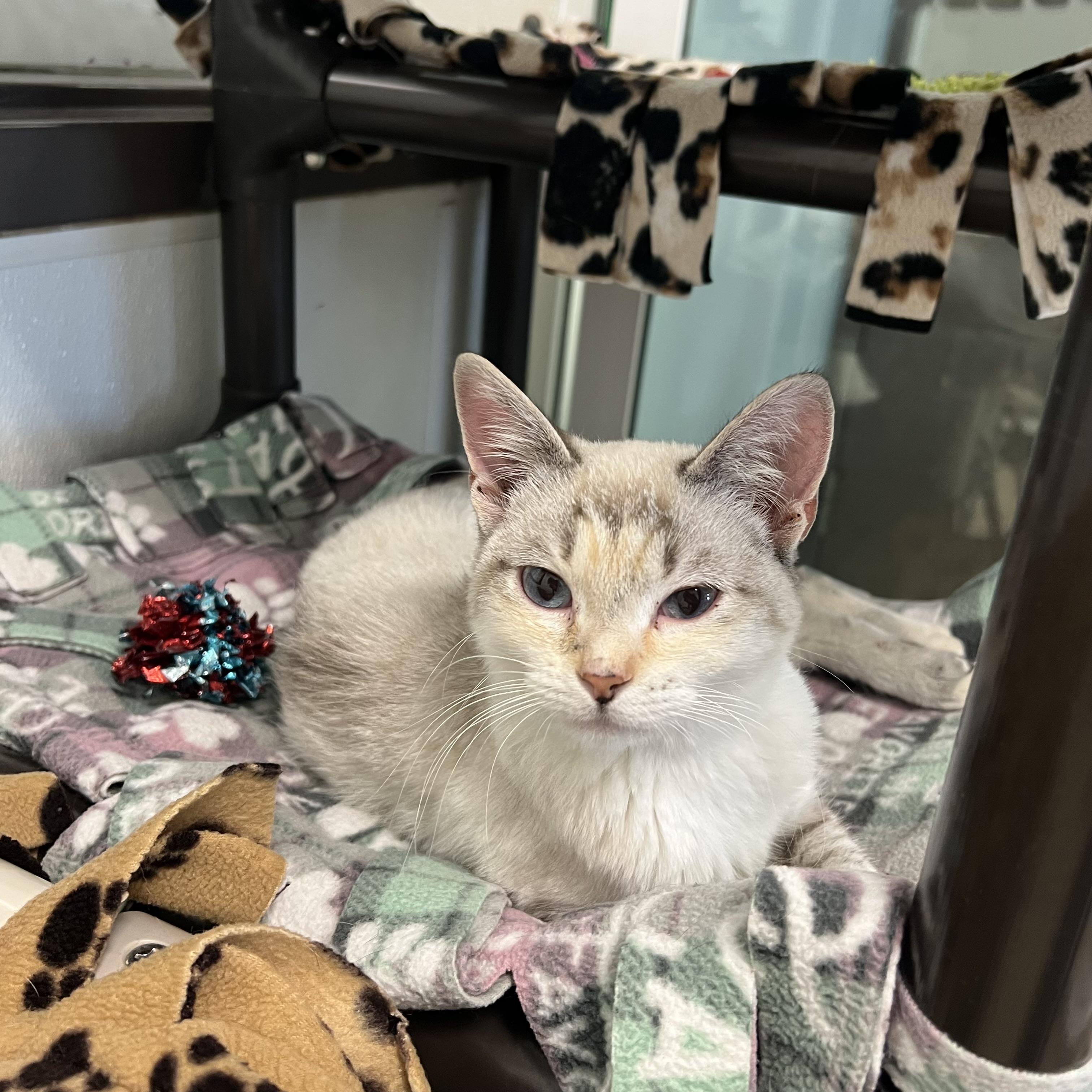 Princess - At PetSmart in Mankato, a ADOPTABLE mixed breed in Fairmont, MN image 5/6