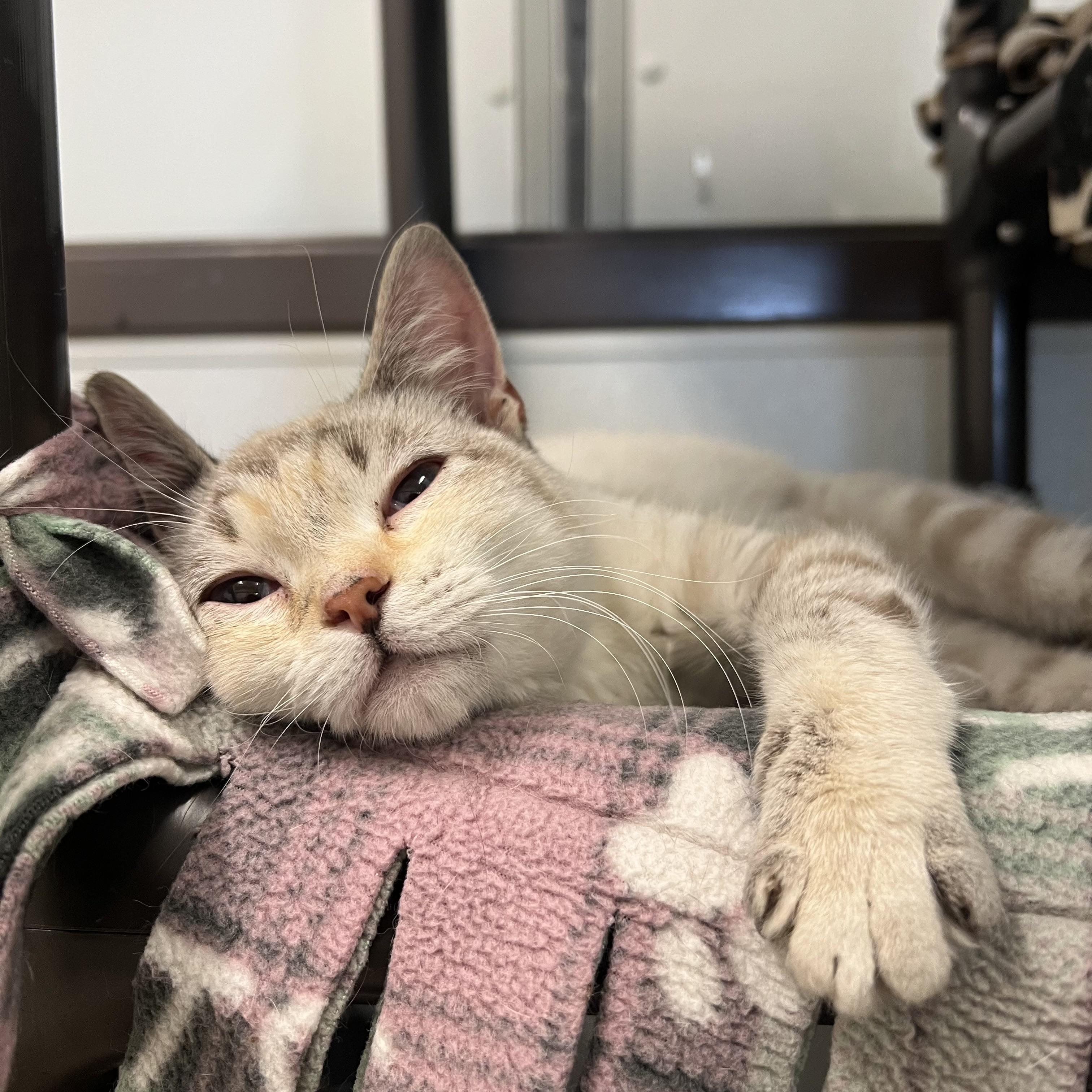 Princess - At PetSmart in Mankato, a ADOPTABLE mixed breed in Fairmont, MN image 2/6