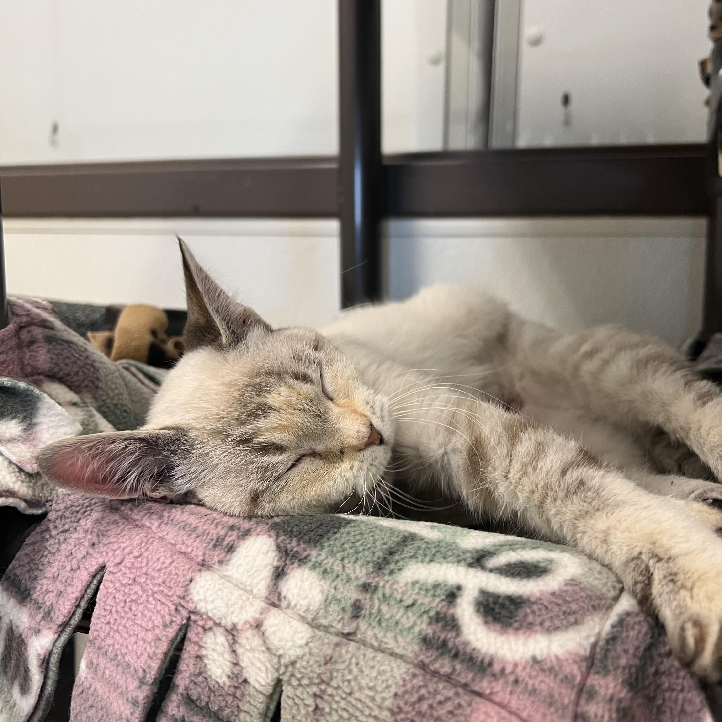 Princess - At PetSmart in Mankato, a ADOPTABLE mixed breed in Fairmont, MN image 6/6