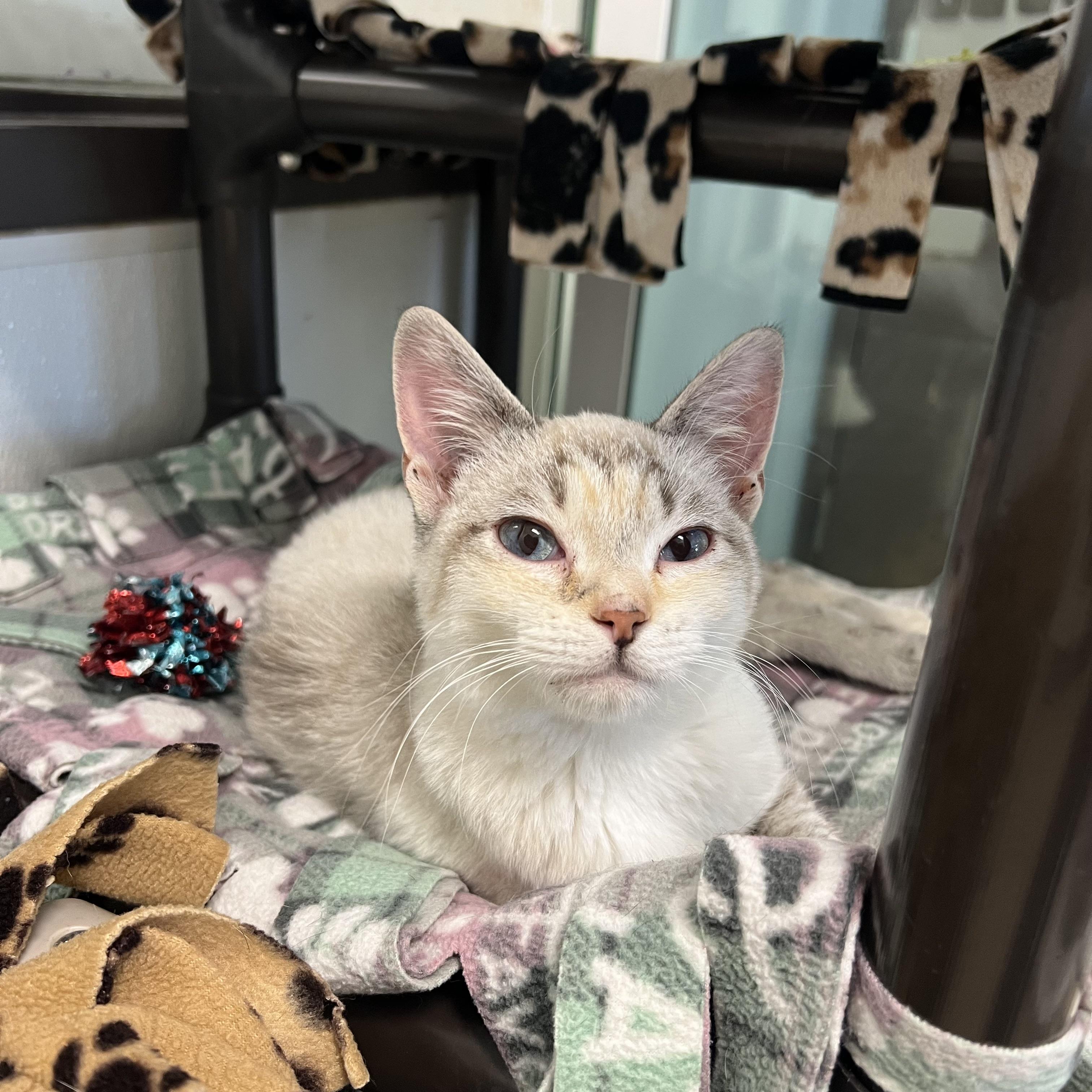 Princess - At PetSmart in Mankato, a ADOPTABLE mixed breed in Fairmont, MN image 3/6