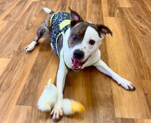 Merrick, Adoptable, Young Male Labrador Retriever & Terrier.