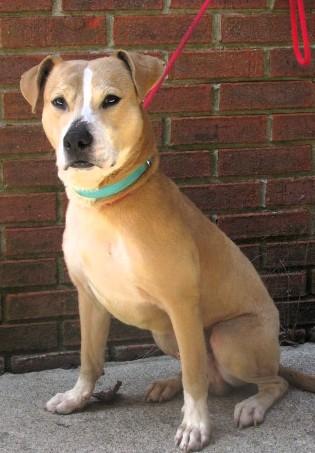 Scooter, a Adoptable mixed breed in Frederick, MD image 1/4