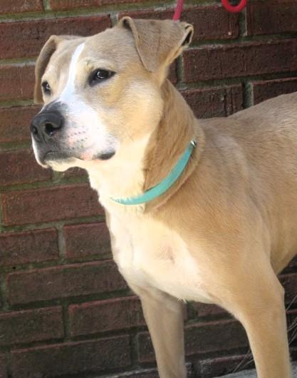 Scooter, a Adoptable mixed breed in Frederick, MD image 2/4