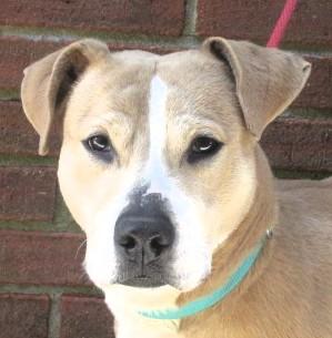 Scooter, a Adoptable mixed breed in Frederick, MD image 3/4