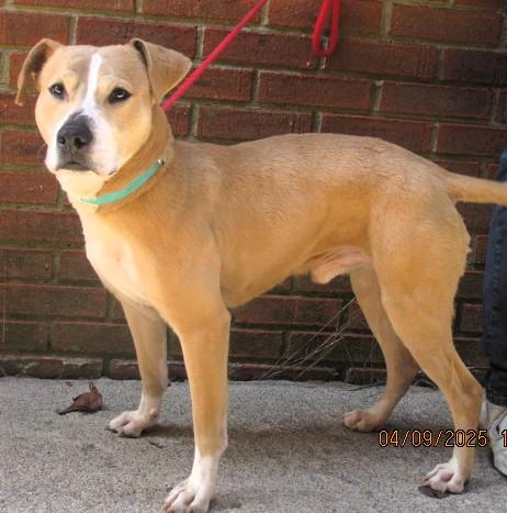 Scooter, a Adoptable mixed breed in Frederick, MD image 4/4