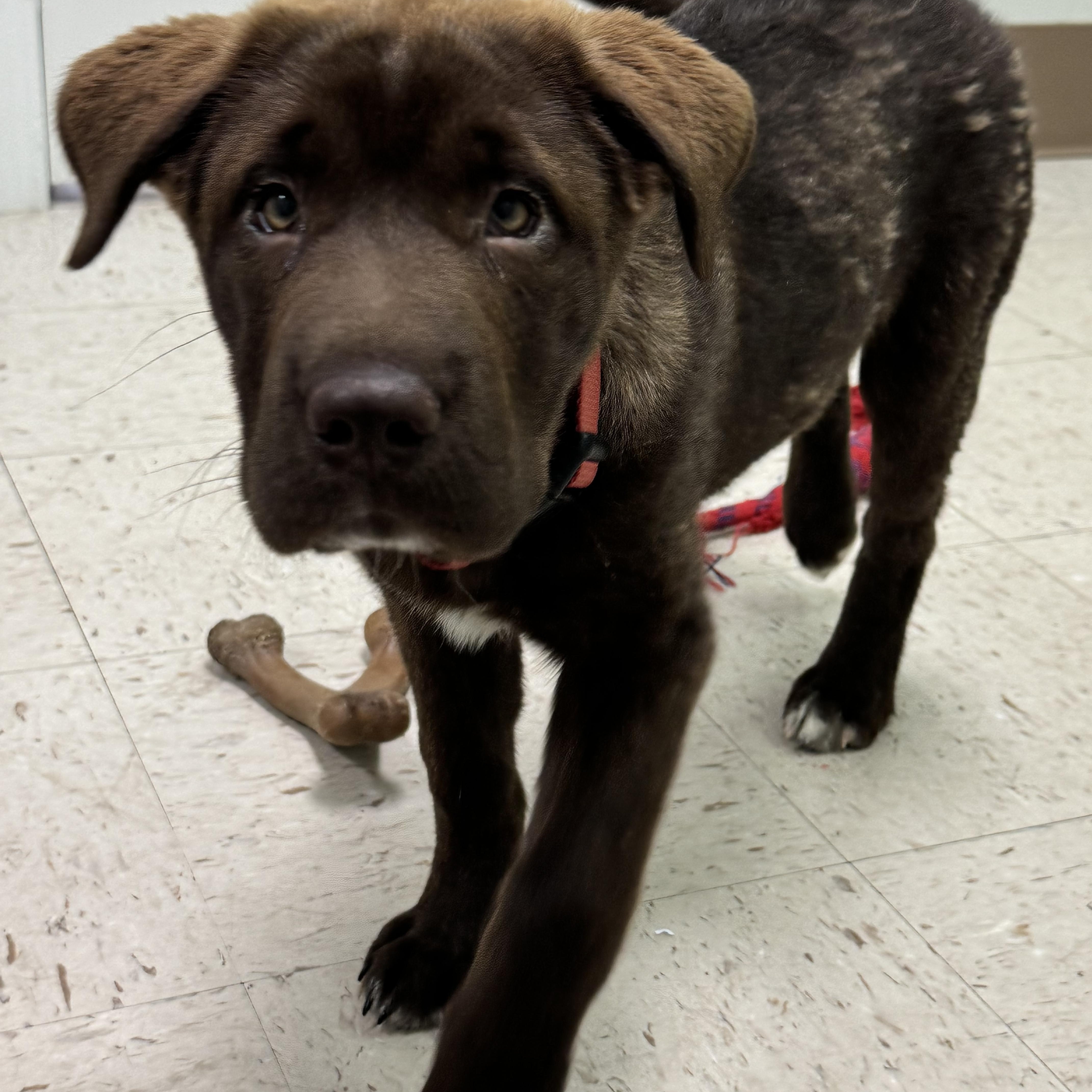 Enlarge Sasha, an adopted mixed breed in Grayson, GA image 1/4