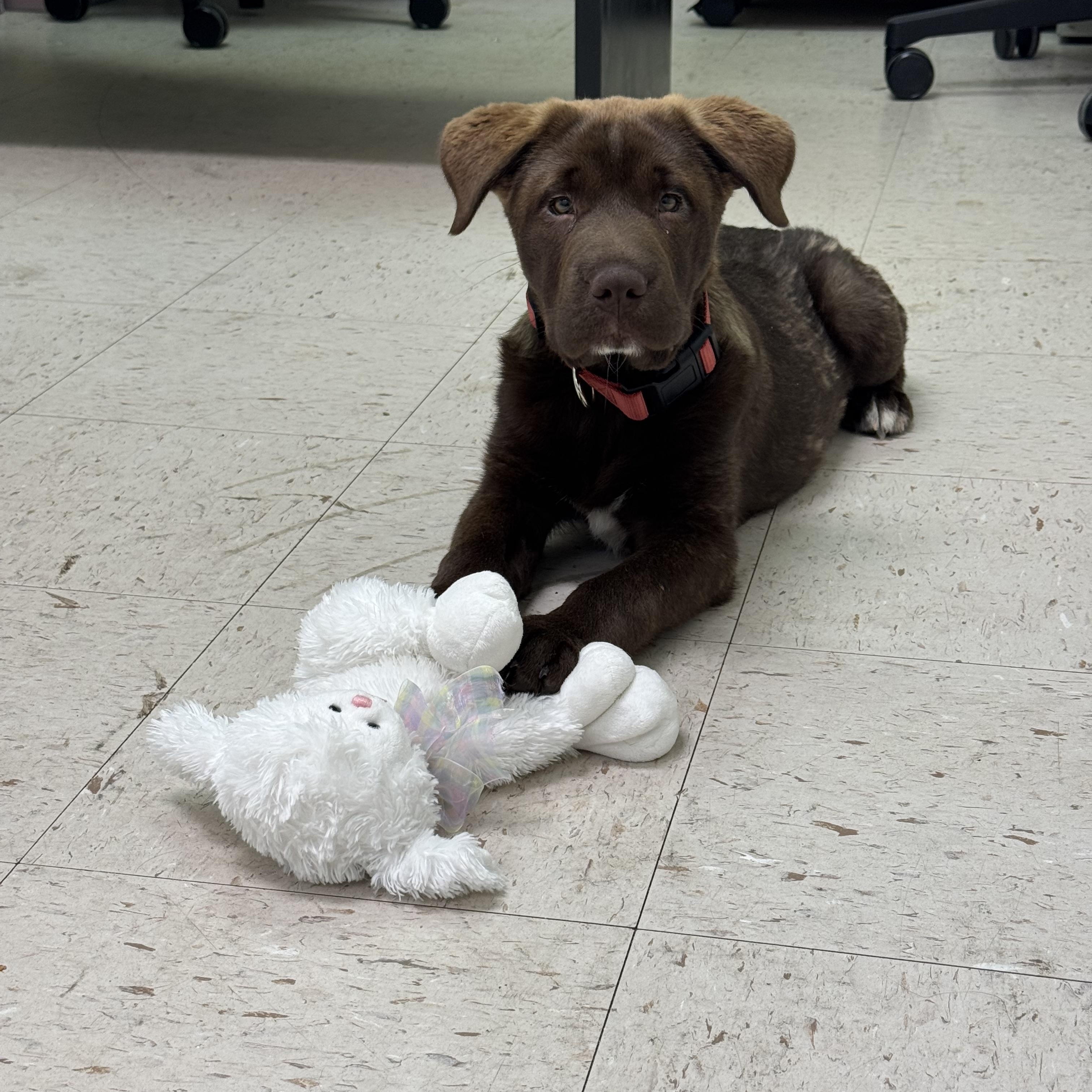 Enlarge Sasha, an adopted mixed breed in Grayson, GA image 2/4