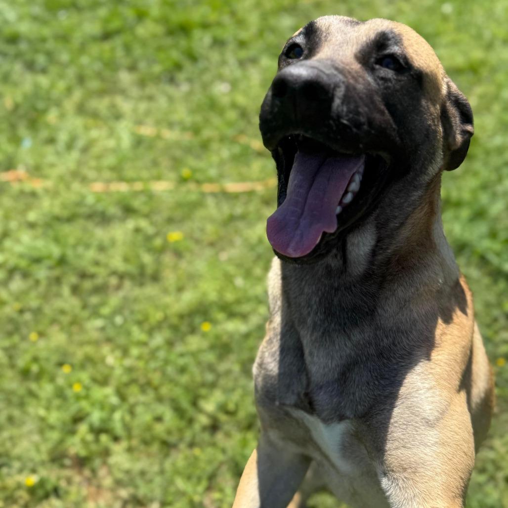 Enlarge Rooster, a Adoptable mixed breed in Houston, TX image 1/6