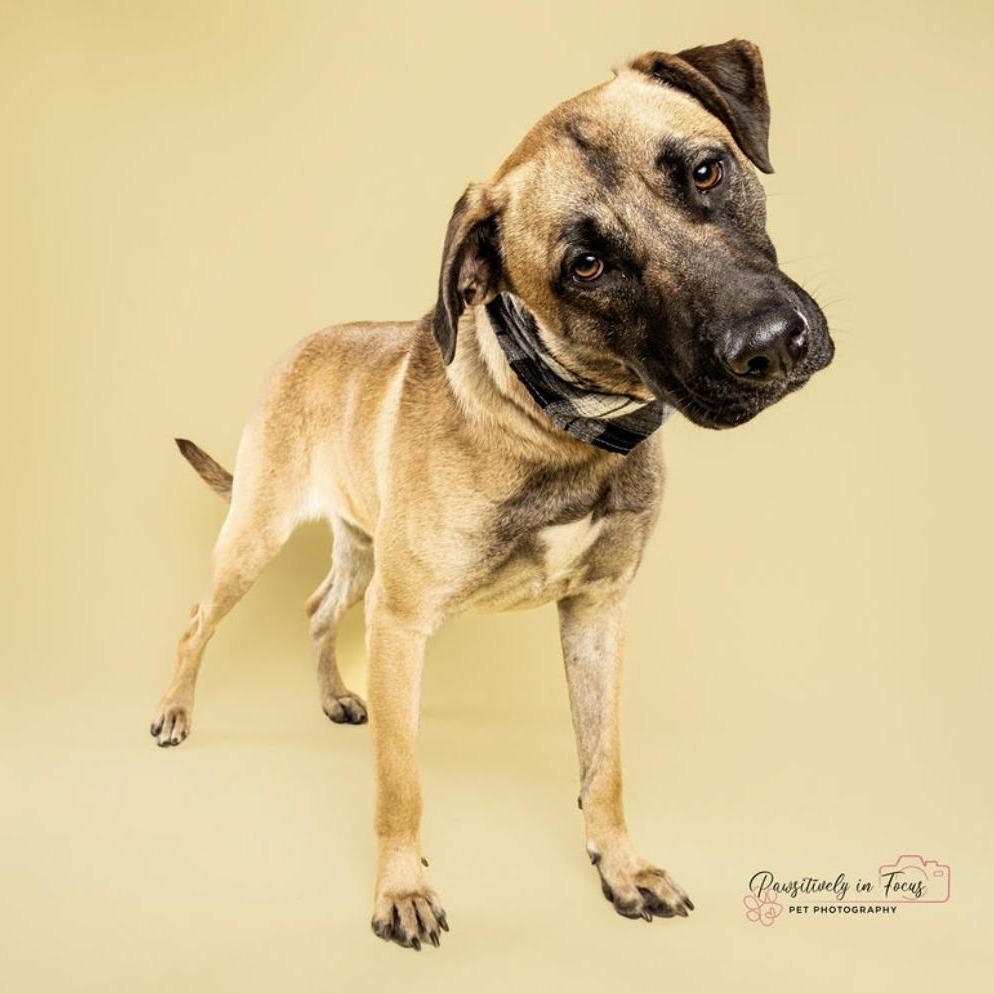 Enlarge Rooster, a Adoptable mixed breed in Houston, TX image 3/6