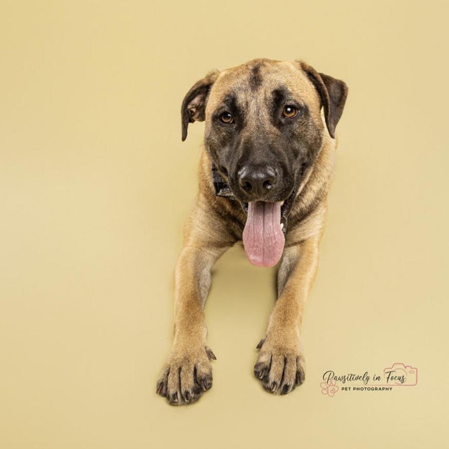 Rooster, Adoptable, Adult Male Belgian Shepherd / Malinois & Mixed Breed.