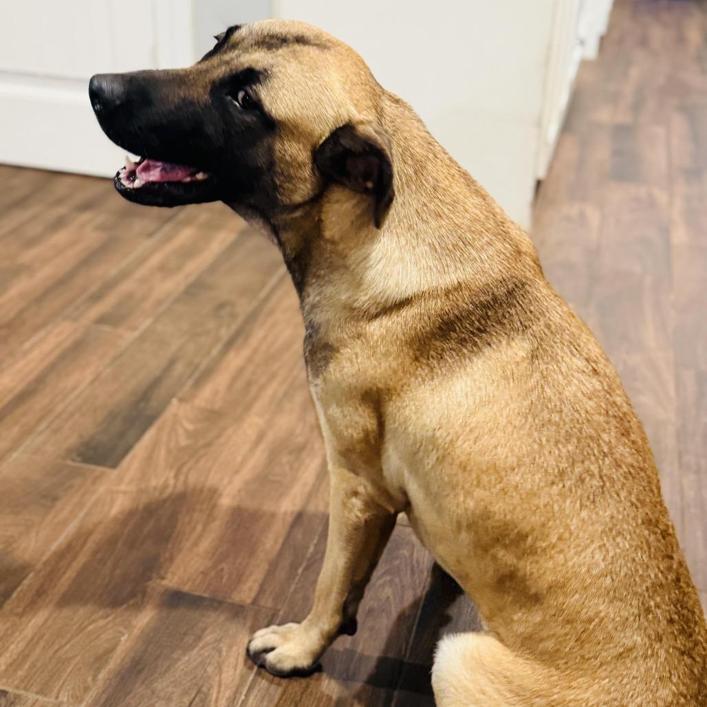 Enlarge Rooster, a Adoptable mixed breed in Houston, TX image 6/6