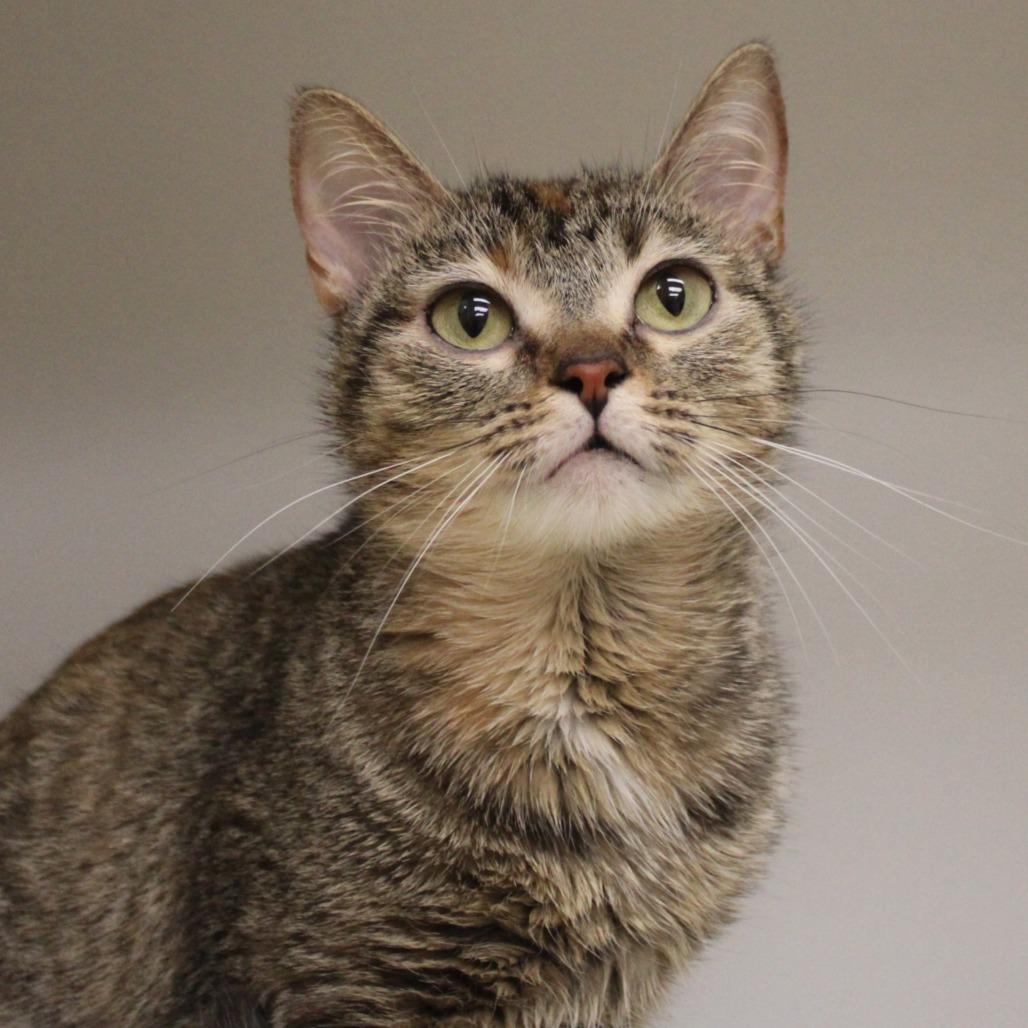 Ali, a Adoptable Domestic Short Hair in Champaign, IL image 1/4