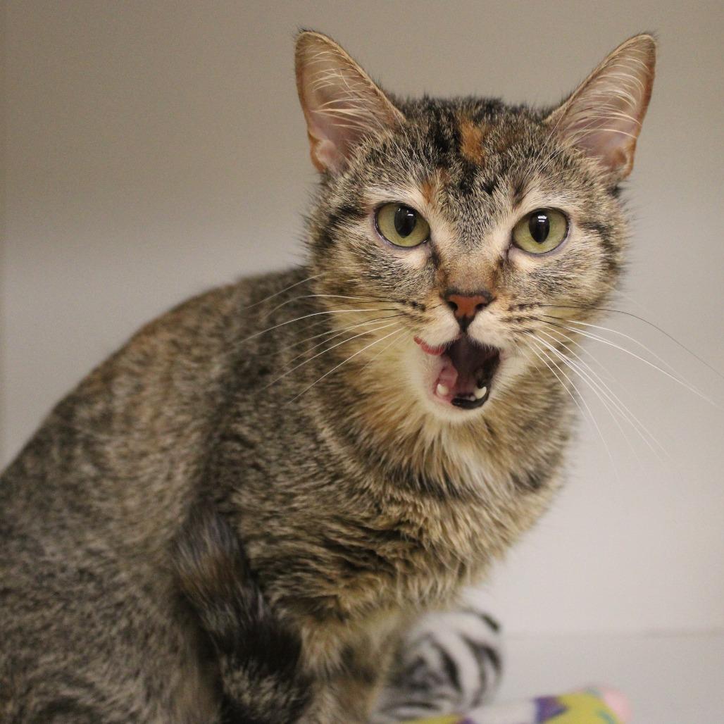 Ali, a Adoptable Domestic Short Hair in Champaign, IL image 2/4