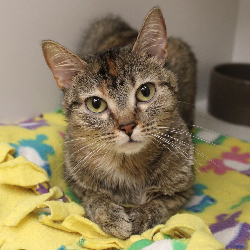 Ali, a Adoptable Domestic Short Hair in Champaign, IL image 3/4