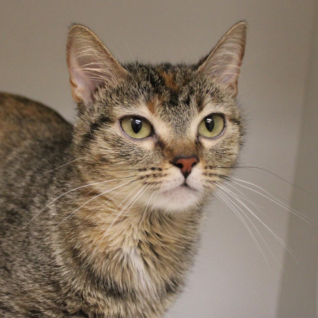 Ali, a Adoptable Domestic Short Hair in Champaign, IL image 4/4