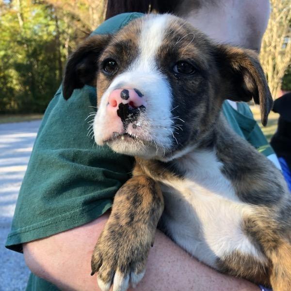 Jaylen, Adoptable, Puppy Male Terrier.