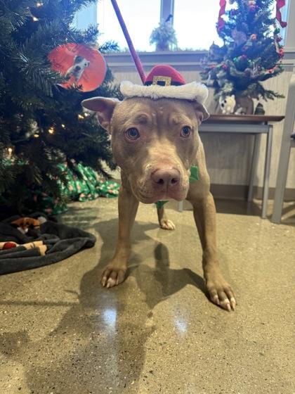 Joey, Adoptable, Adult Male Mixed Breed & Mixed Breed.