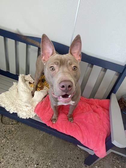 Joey, Adoptable, Adult Male Mixed Breed & Mixed Breed.