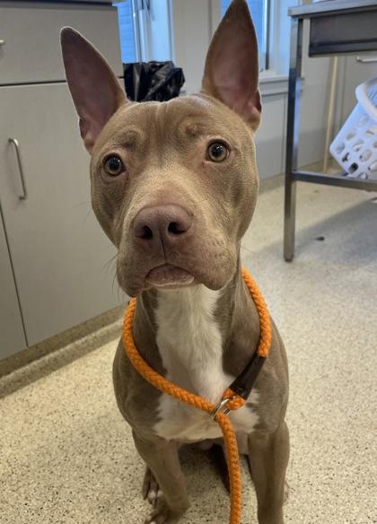 Enlarge Joey, a Adoptable mixed breed in Lafayette, IN image 3/3