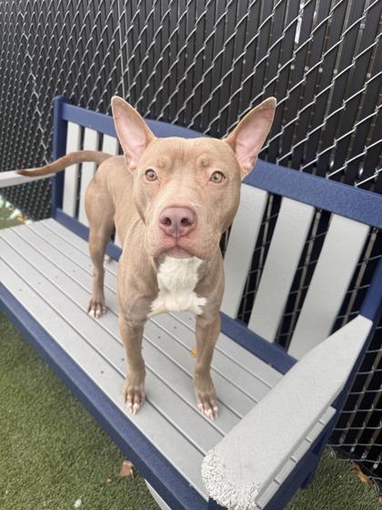 Enlarge Joey, a Adoptable mixed breed in Lafayette, IN image 3/3