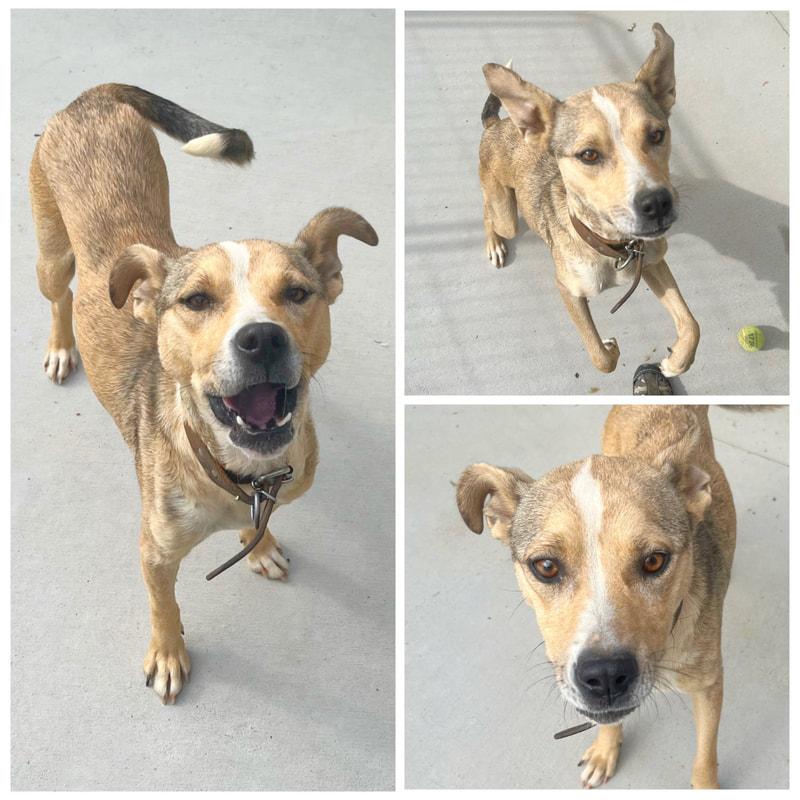 Noel, Adoptable, Adult Female Mixed Breed.