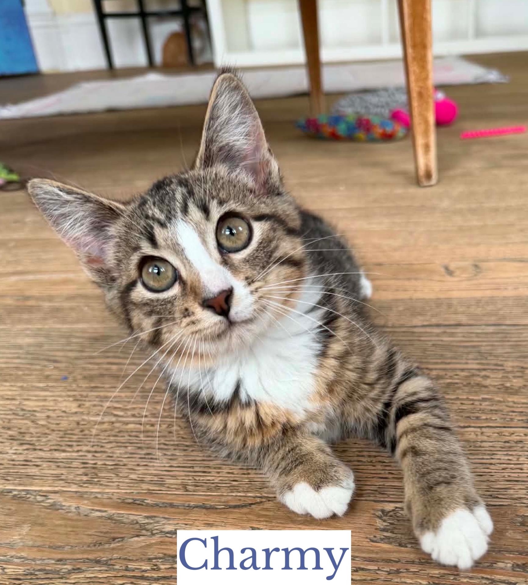 Charmy, an adopted Domestic Short Hair in Berkeley Springs, WV image 3/4