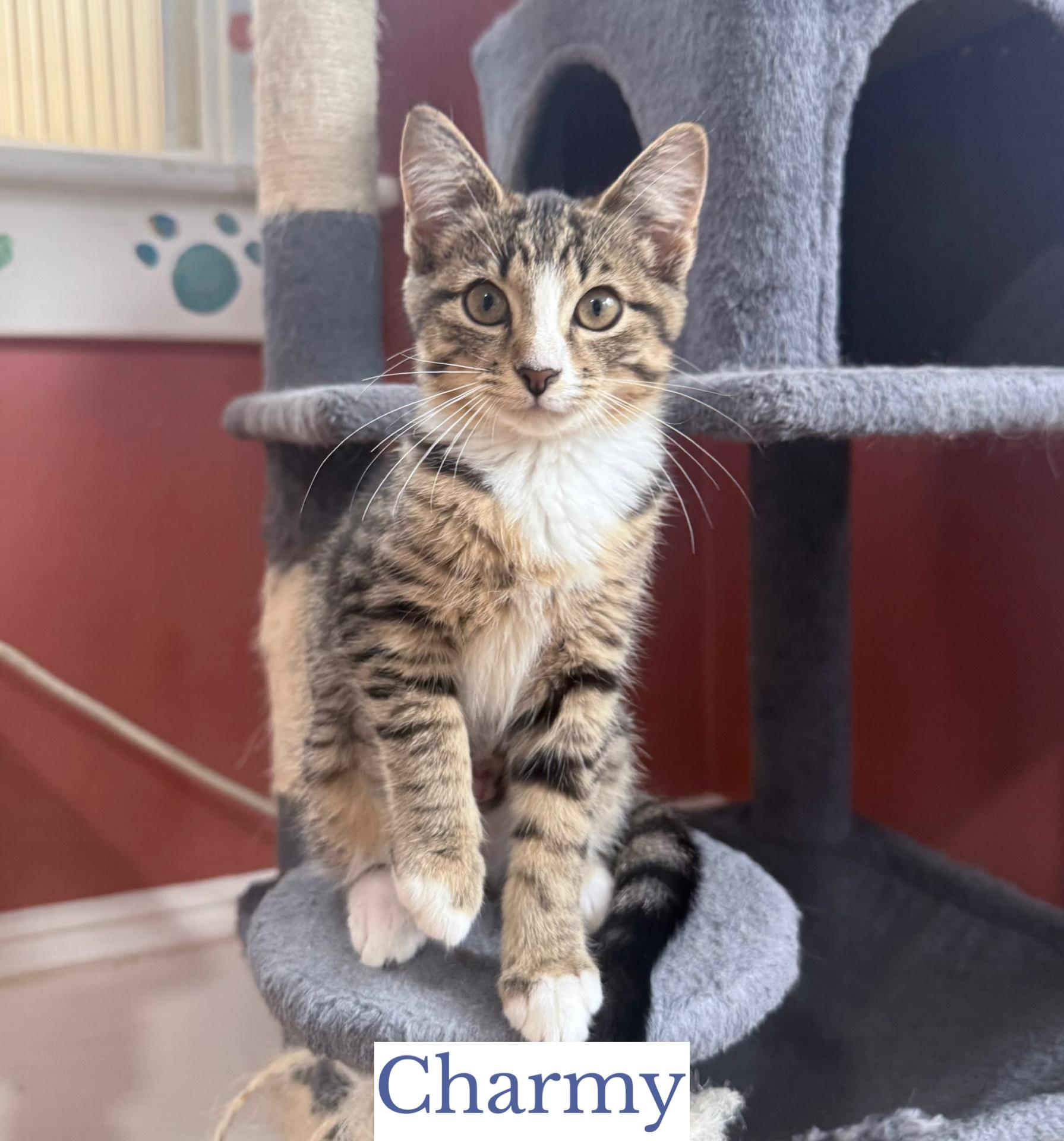 Charmy, an adopted Domestic Short Hair in Berkeley Springs, WV image 2/4