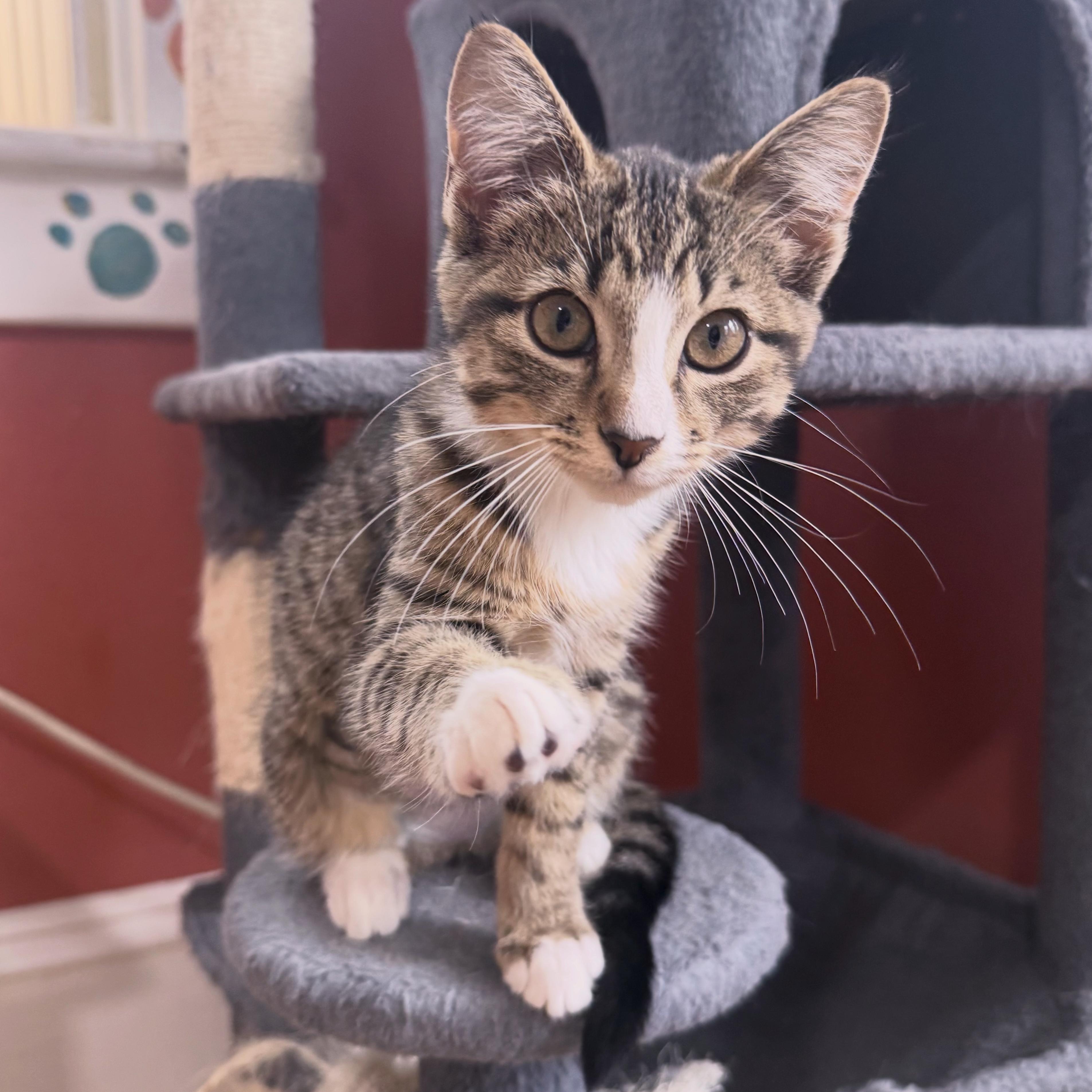 Charmy, an adopted Domestic Short Hair in Berkeley Springs, WV image 1/4