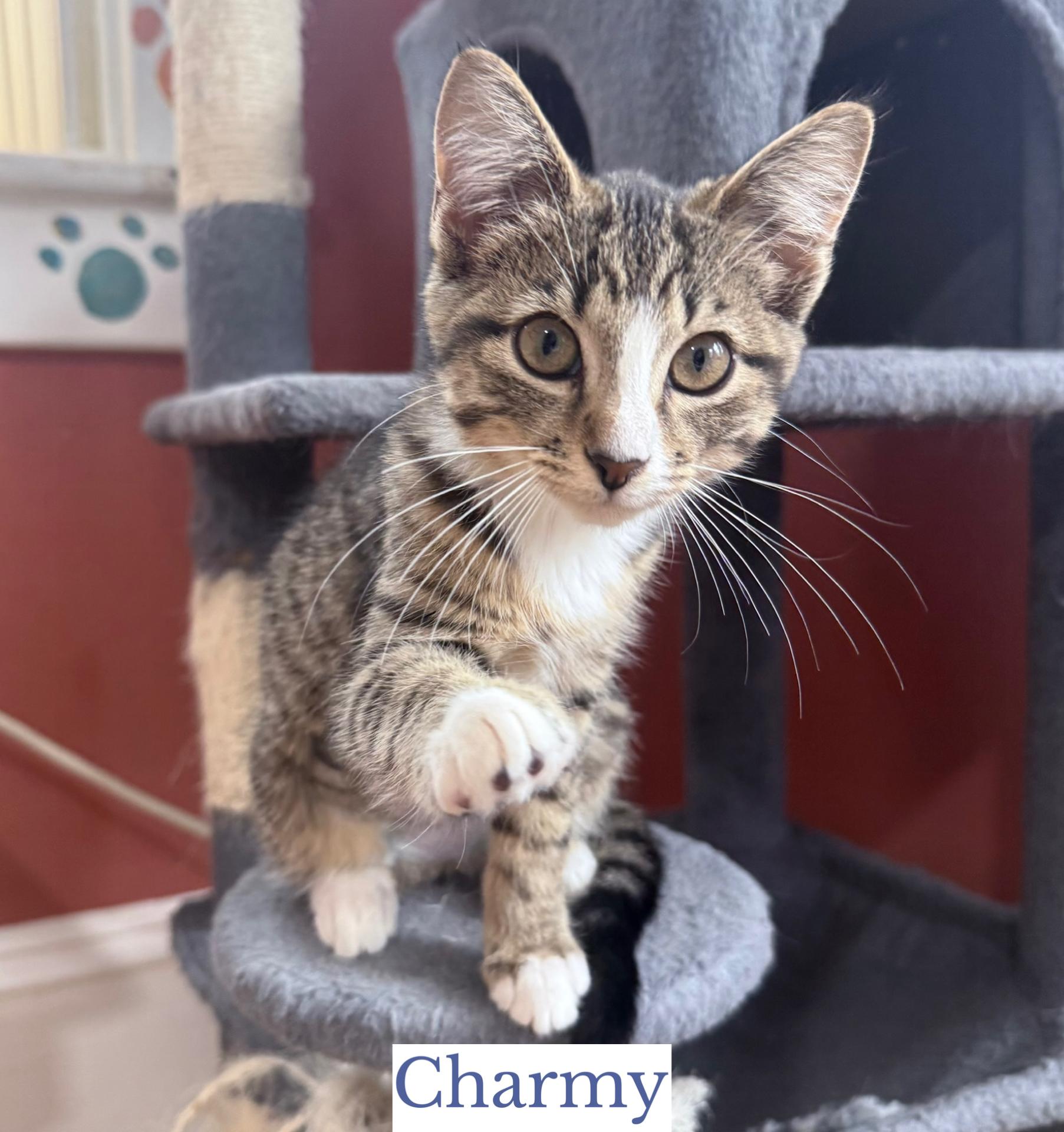 Charmy, an adopted Domestic Short Hair in Berkeley Springs, WV image 4/4