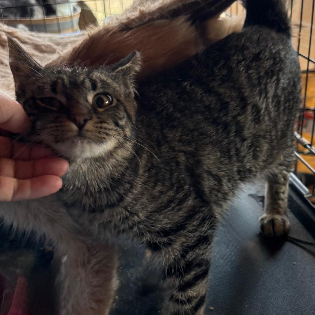 Special, Adoptable, Young Female Domestic Short Hair.