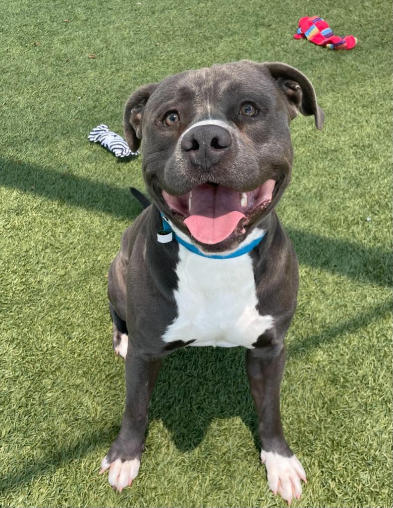 Kodak, a Adoptable Pit Bull Terrier in Little Elm, TX image 1/2