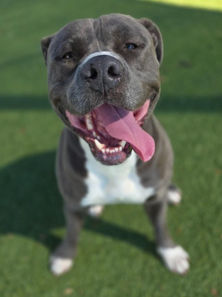 Kodak, a Adoptable Pit Bull Terrier in Little Elm, TX image 2/2