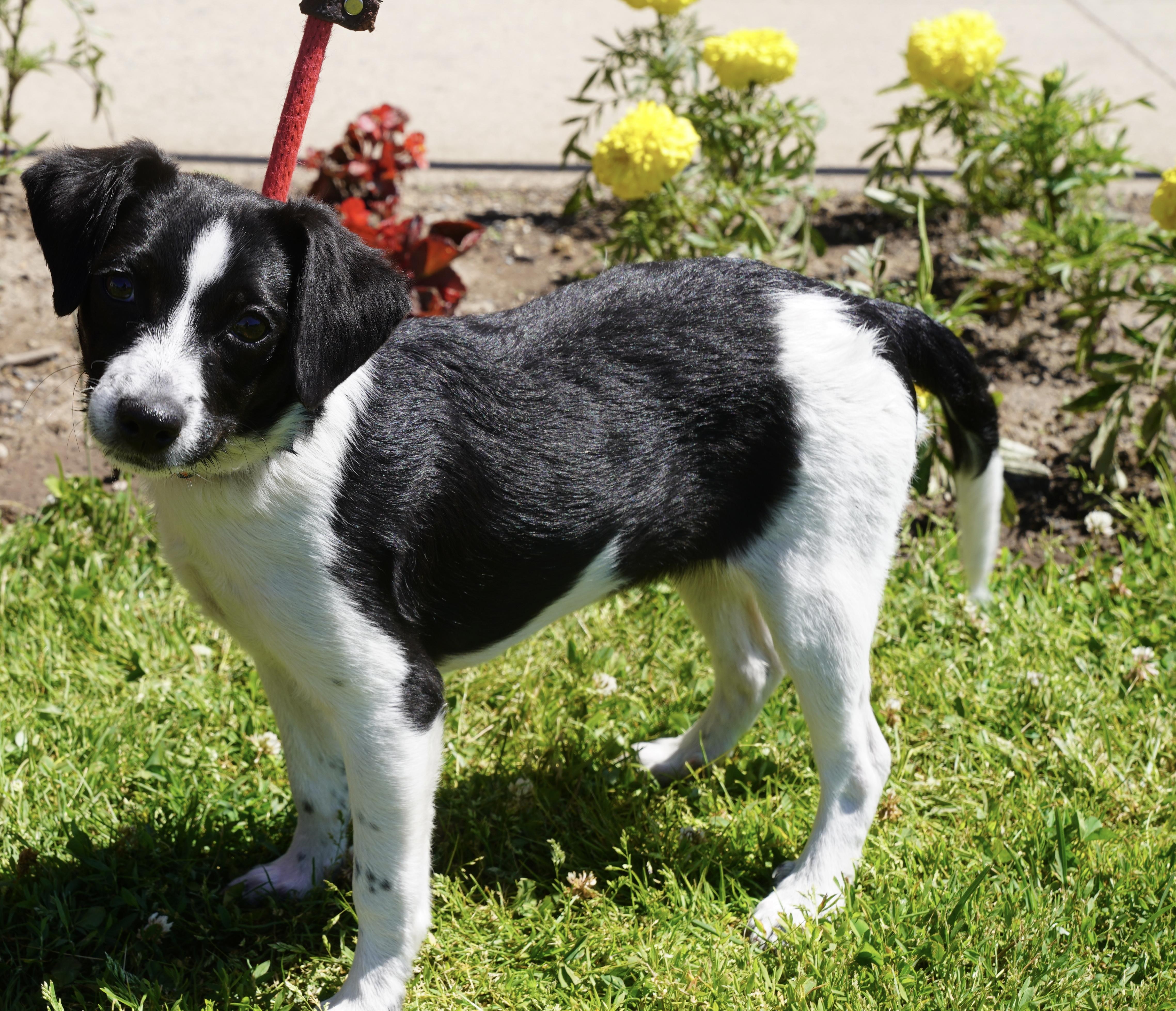 Cheddar, an adopted mixed breed in Pottsville, PA image 3/5