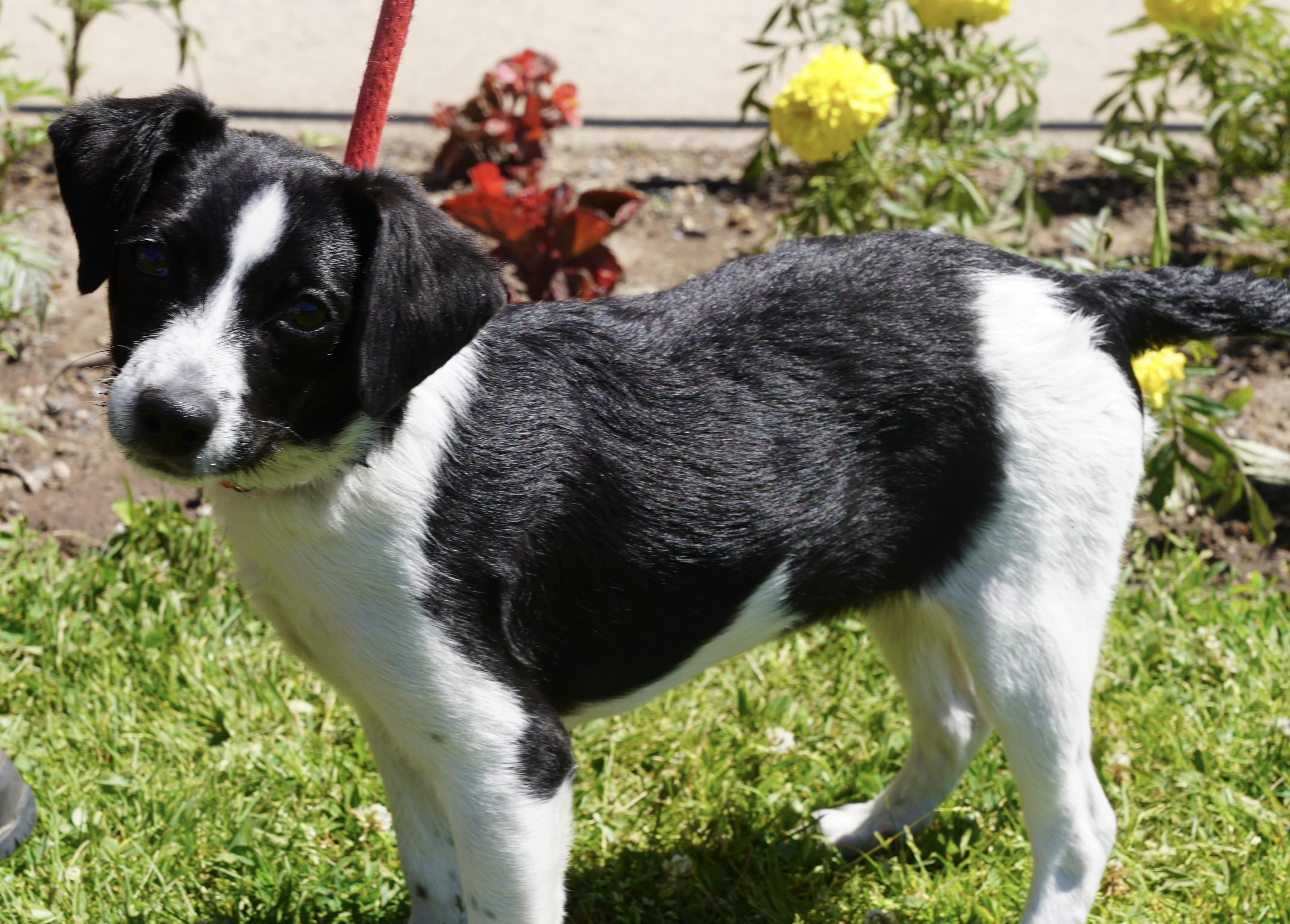 Cheddar, an adopted mixed breed in Pottsville, PA image 1/5
