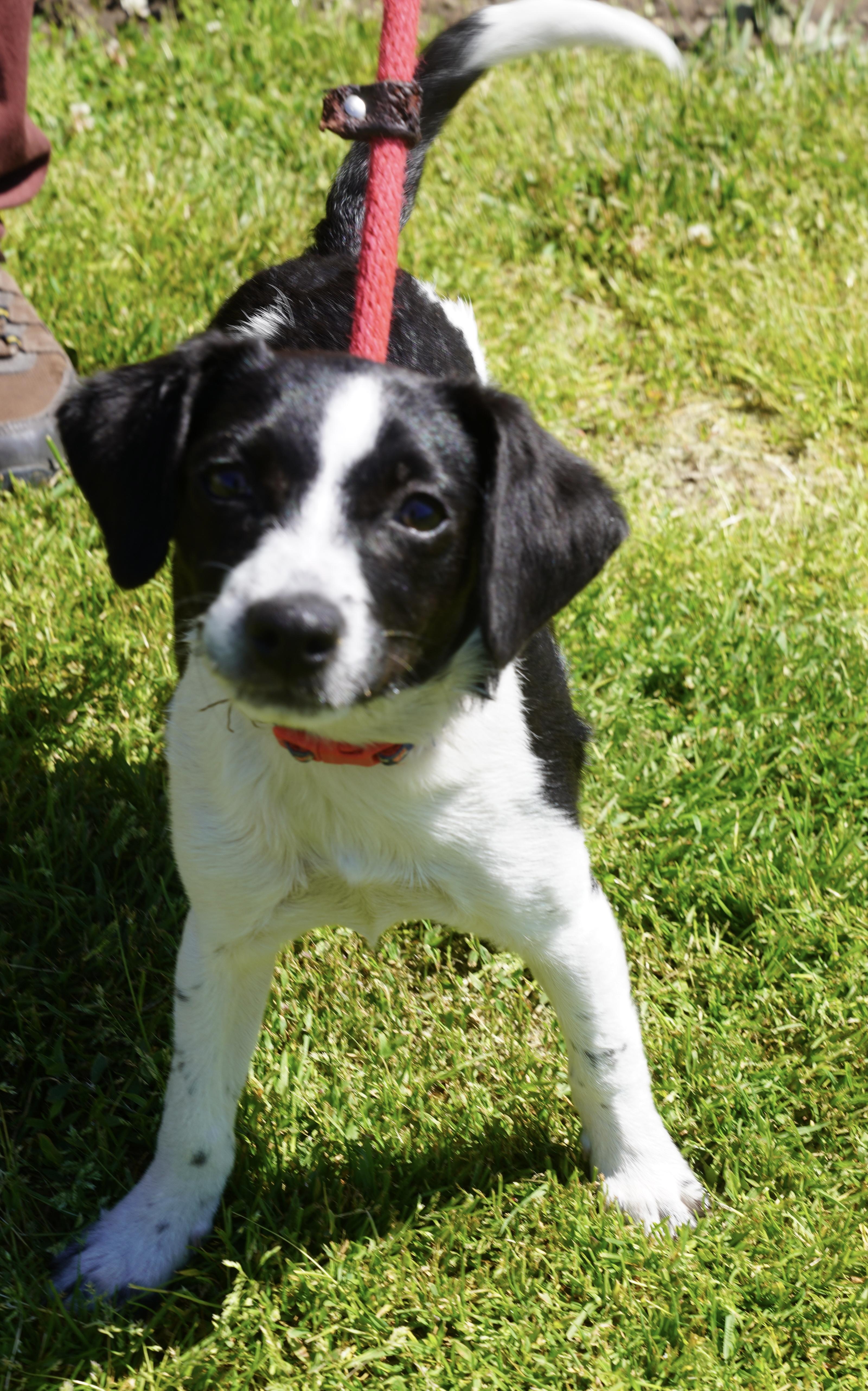 Cheddar, an adopted mixed breed in Pottsville, PA image 2/5
