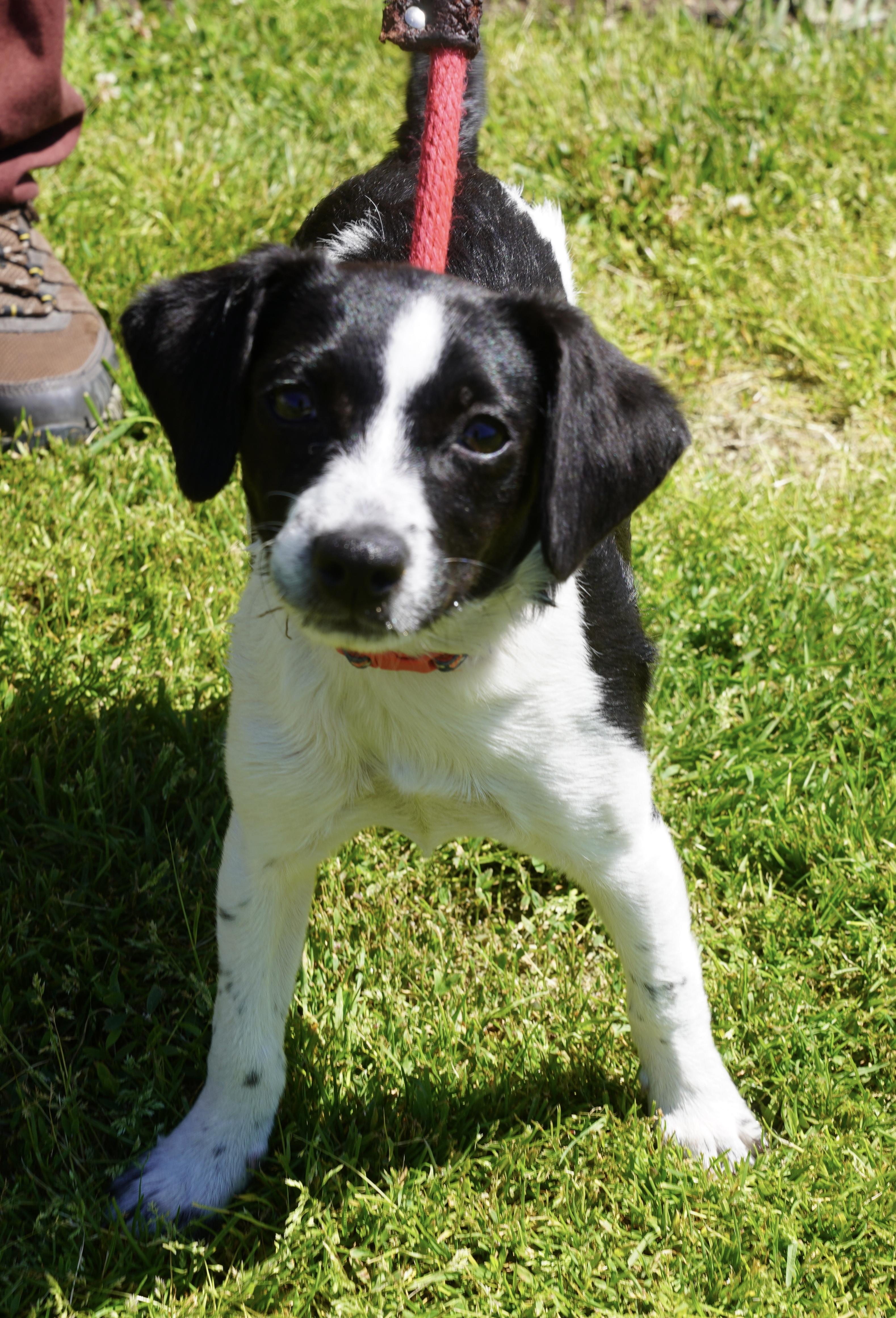 Cheddar, an adopted mixed breed in Pottsville, PA image 4/5