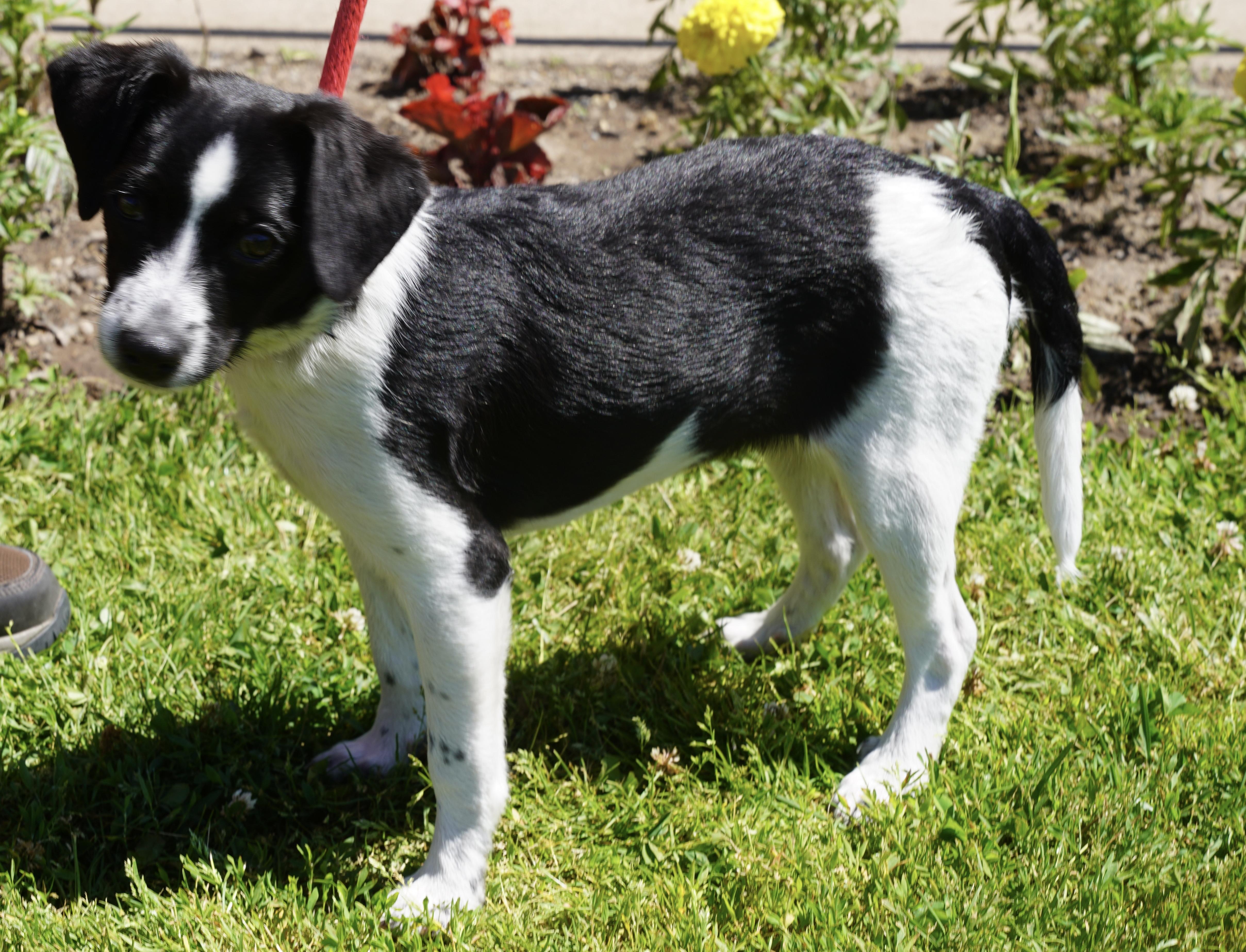 Cheddar, an adopted mixed breed in Pottsville, PA image 5/5