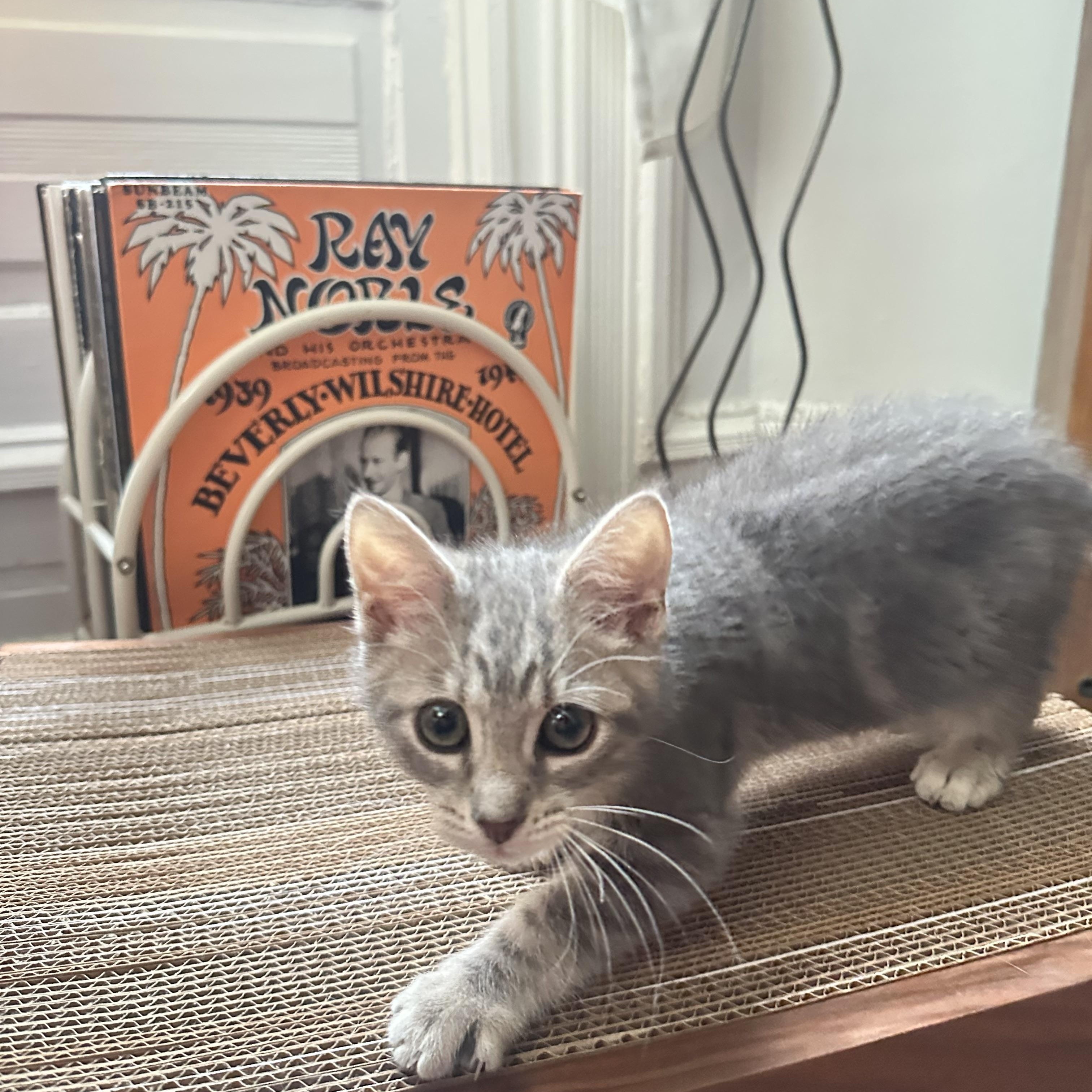 Tomato Tommy, an adopted Domestic Short Hair in Philadelphia, PA image 1/4