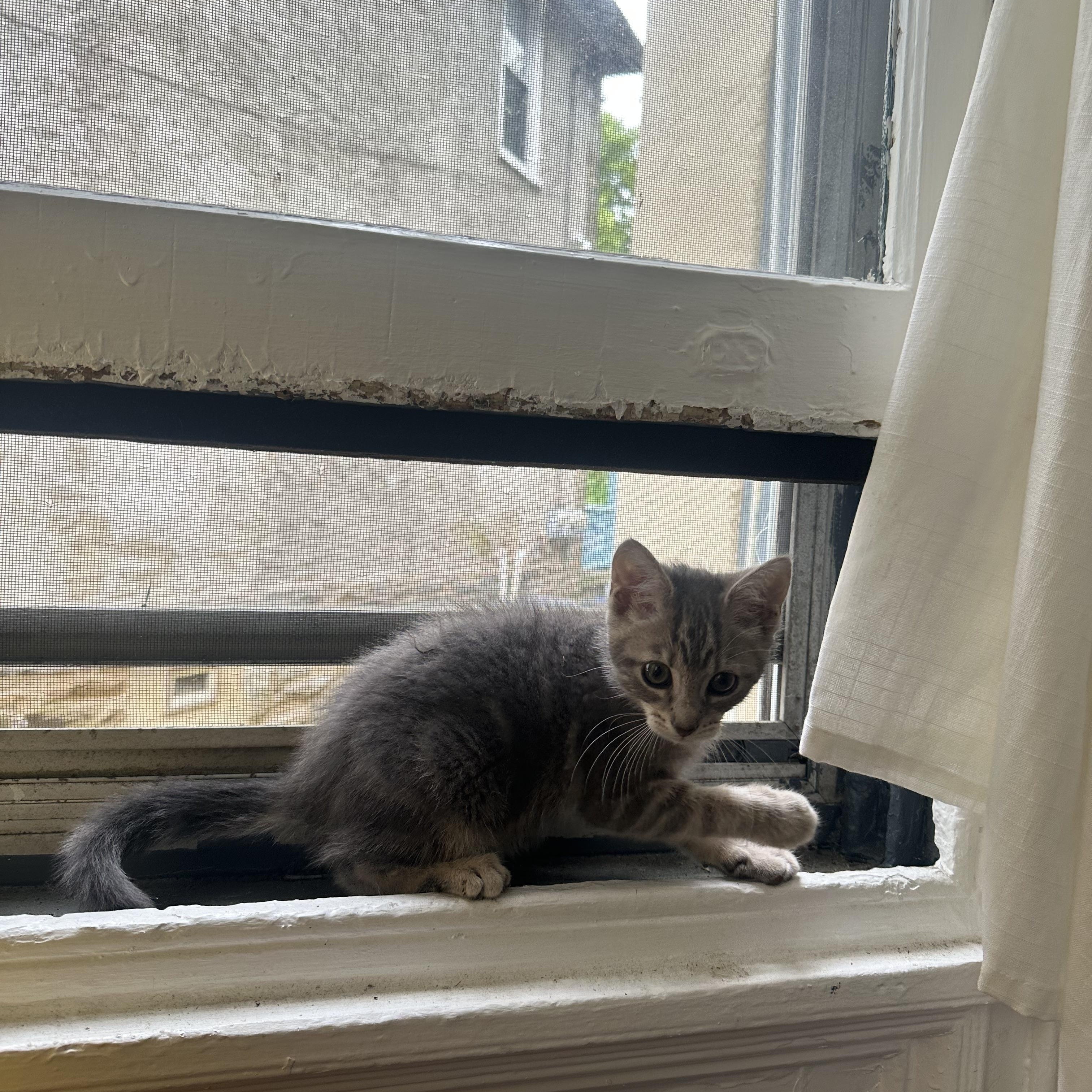 Tomato Tommy, an adopted Domestic Short Hair in Philadelphia, PA image 2/4