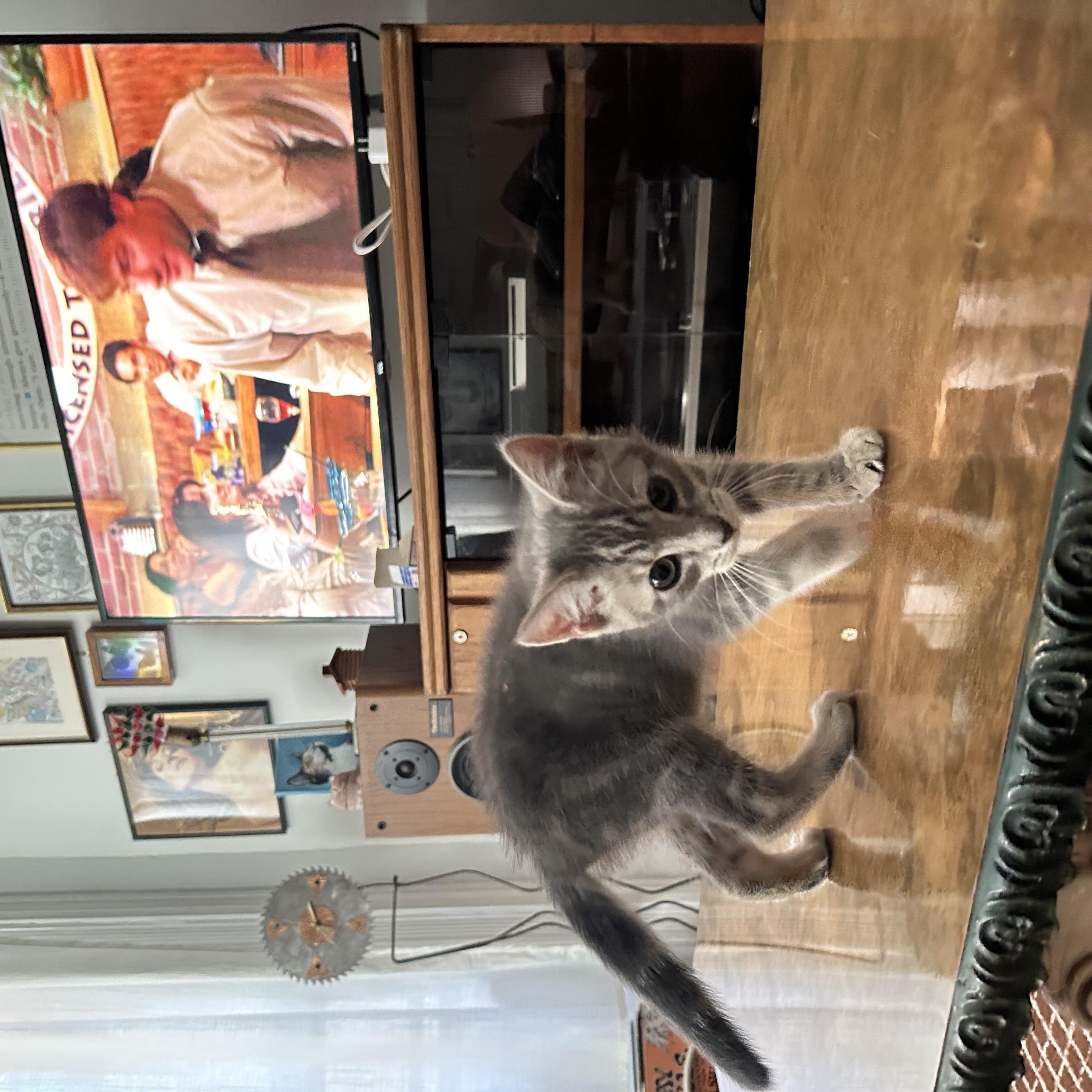 Tomato Tommy, an adopted Domestic Short Hair in Philadelphia, PA image 3/4