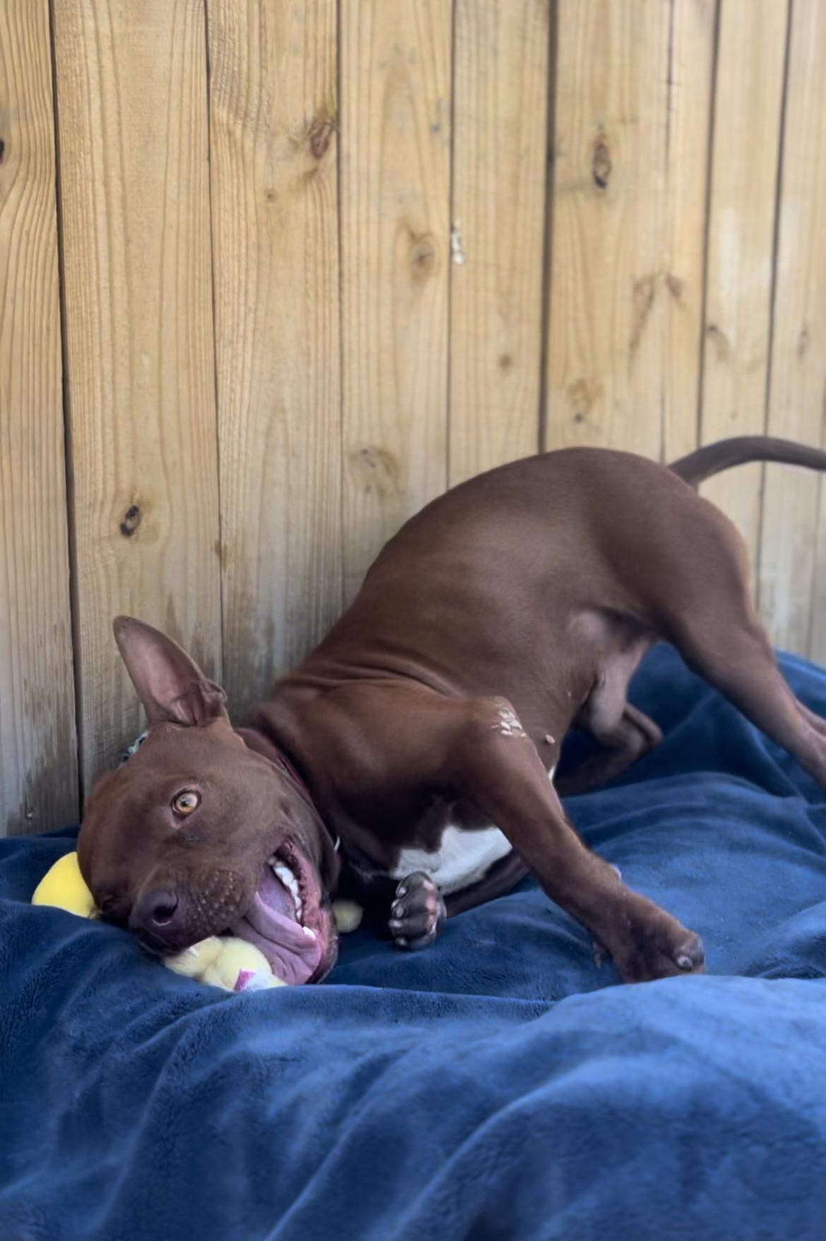 Lemmy, an adoptable American Staffordshire Terrier in SYRACUSE, KS, 67878 | Photo Image 2