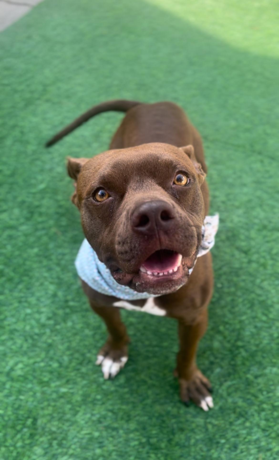 Lemmy, an adoptable American Staffordshire Terrier in SYRACUSE, KS, 67878 | Photo Image 3
