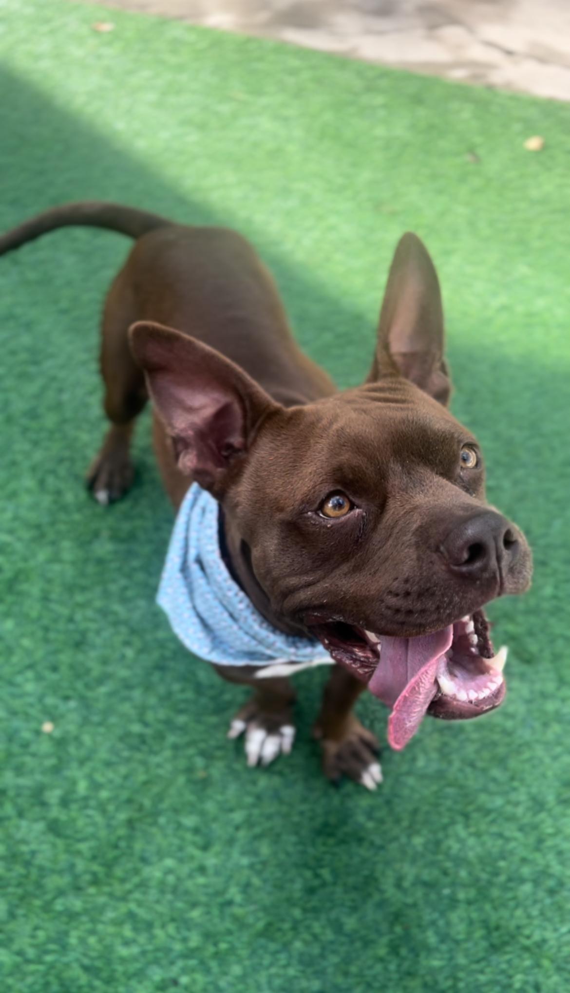 Lemmy, an adoptable American Staffordshire Terrier in SYRACUSE, KS, 67878 | Photo Image 6