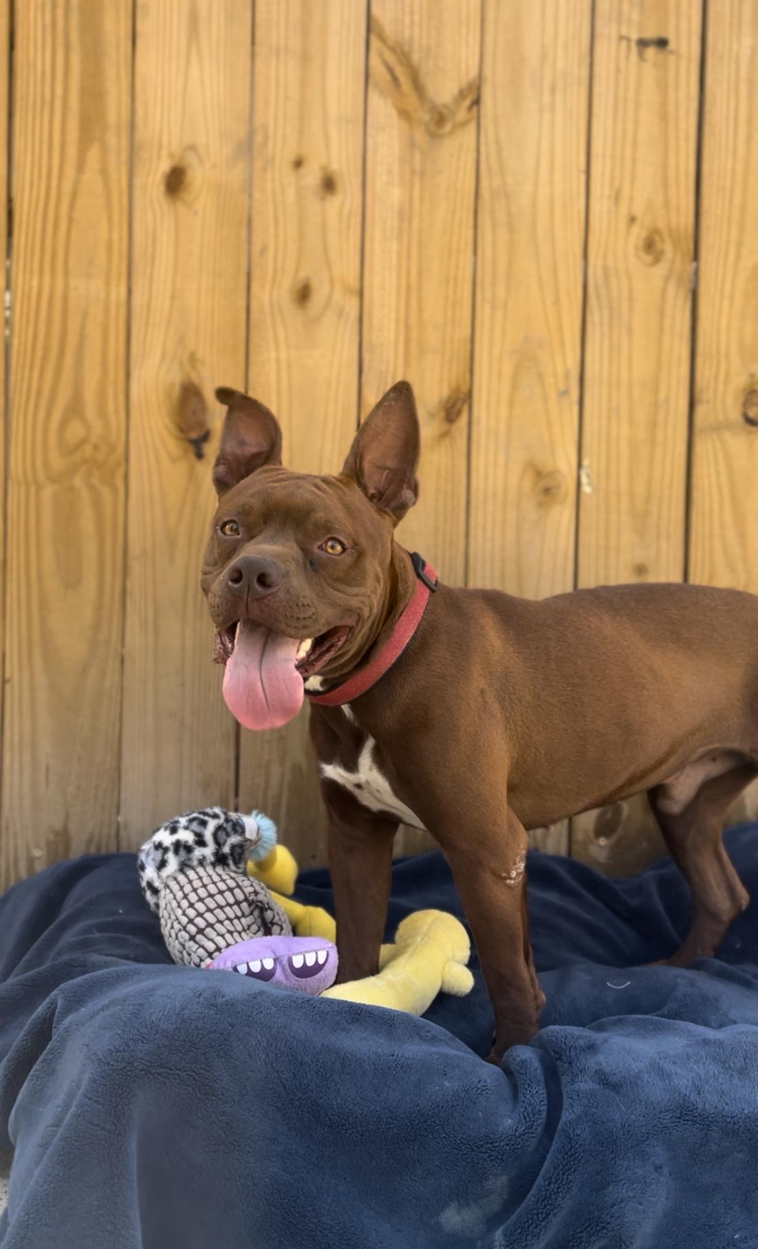 Lemmy, an adoptable American Staffordshire Terrier in SYRACUSE, KS, 67878 | Photo Image 5